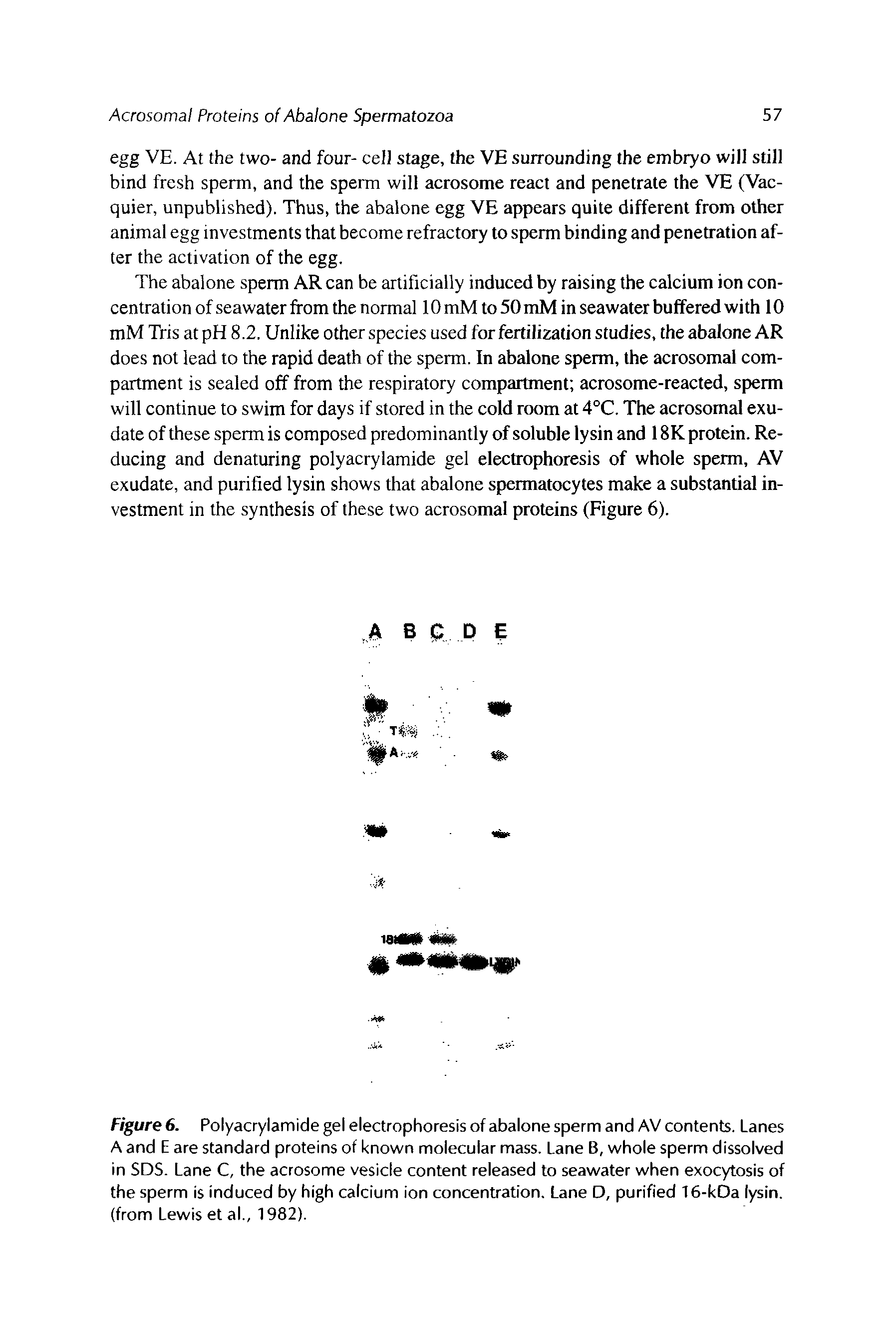 Figure 6. Polyacrylamide gel electrophoresis of abalone sperm and AV contents. Lanes A and E are standard proteins of known molecular mass. Lane B, whole sperm dissolved in SDS. Lane C, the acrosome vesicle content released to seawater when exocytosis of the sperm is induced by high calcium ion concentration. Lane D, purified 16-kDa lysin. (from Lewis et al., 1982).