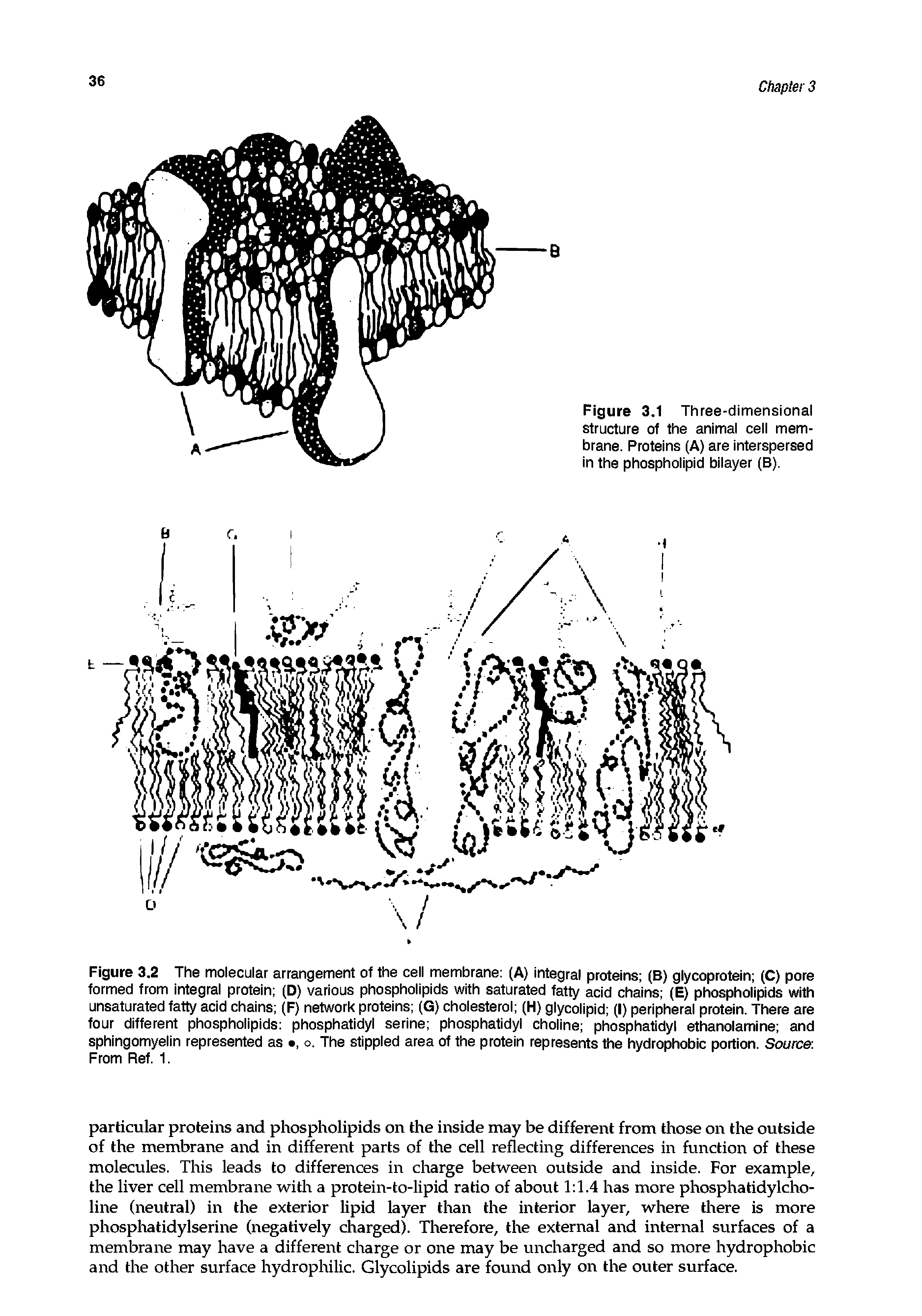 Figure 3.1 Three-dimensional structure of the animal cell membrane. Proteins (A) are interspersed in the phospholipid bilayer (B).