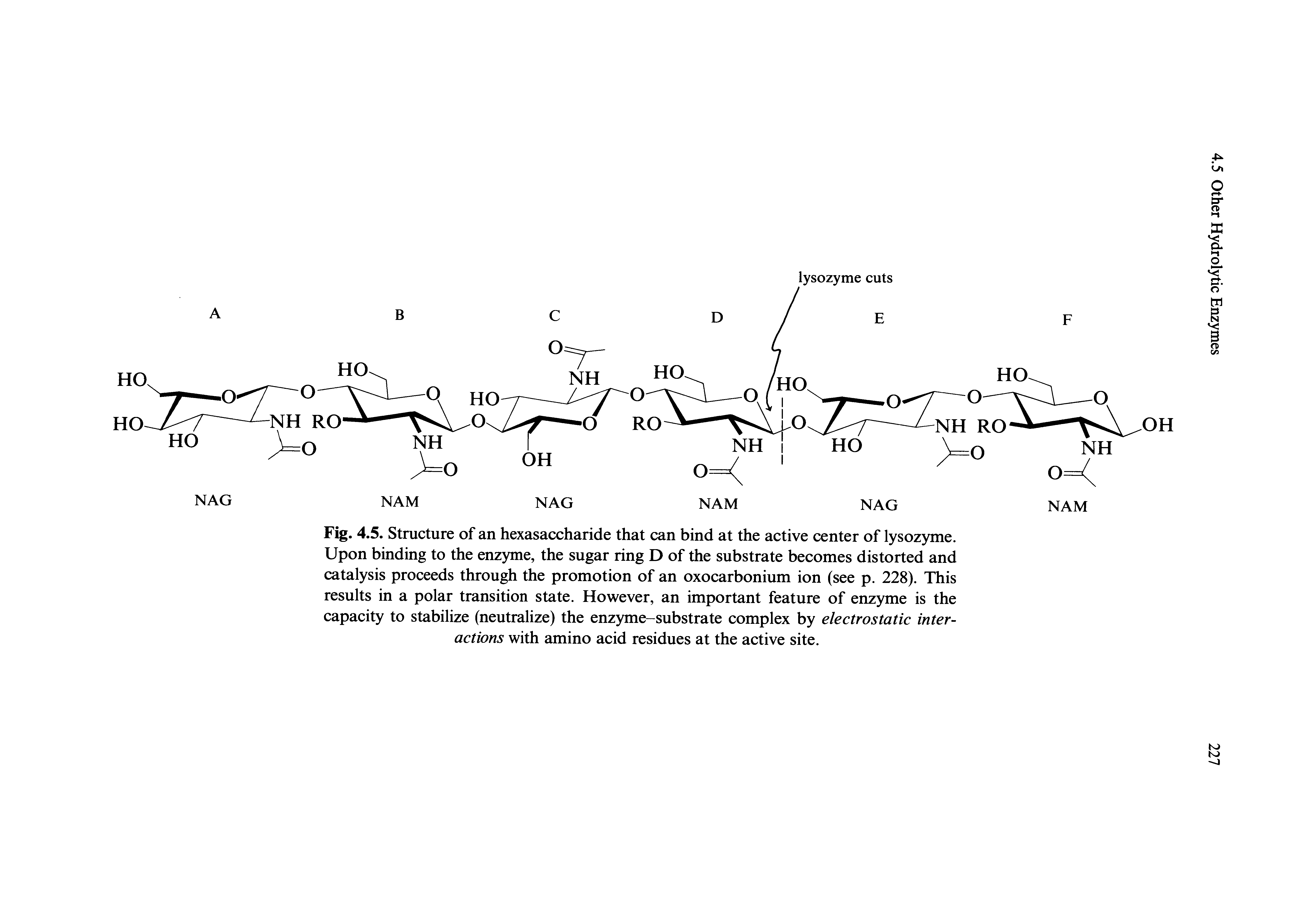 Fig. 4.5. Structure of an hexasaccharide that can bind at the active center of lysozyme. Upon binding to the enzyme, the sugar ring D of the substrate becomes distorted and catalysis proceeds through the promotion of an oxocarbonium ion (see p. 228). This results in a polar transition state. However, an important feature of enzyme is the capacity to stabilize (neutralize) the enzyme-substrate complex by electrostatic interactions with amino acid residues at the active site.