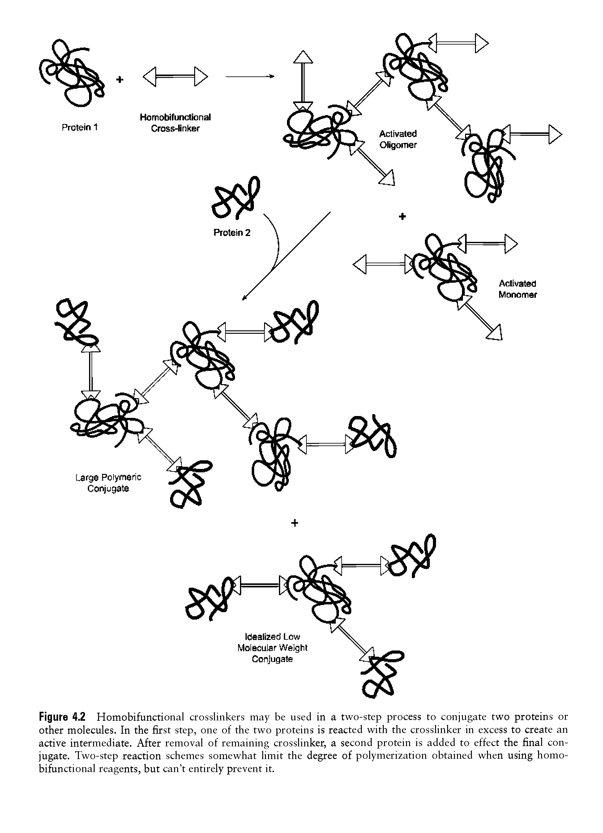 Figure 4.2 Homobifunctional crosslinkers may be used in a two-step process to conjugate two proteins or other molecules. In the first step, one of the two proteins is reacted with the crosslinker in excess to create an active intermediate. After removal of remaining crosslinker, a second protein is added to effect the final conjugate. Two-step reaction schemes somewhat limit the degree of polymerization obtained when using homobifunctional reagents, but can t entirely prevent it.