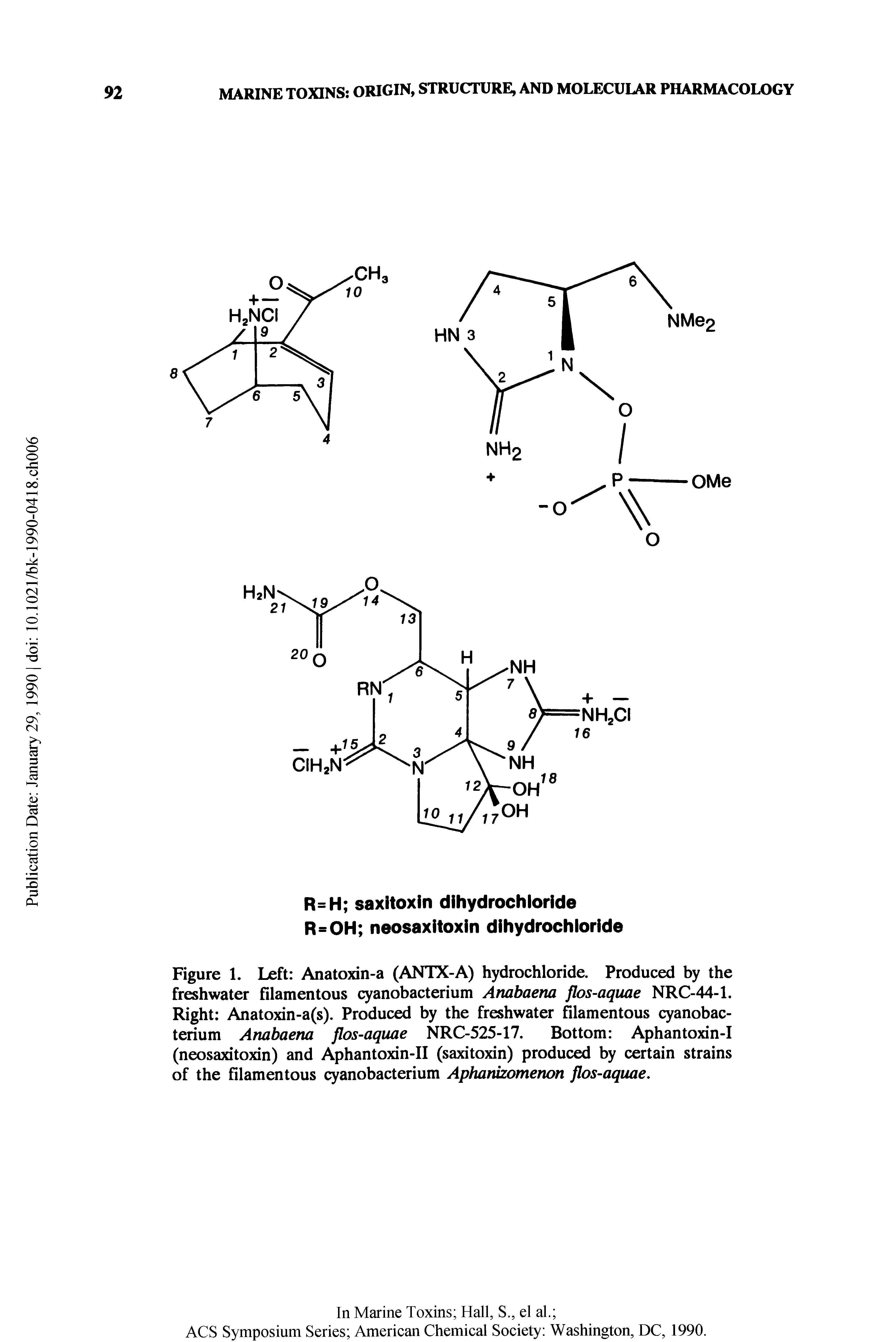 Figure 1. Left Anatoxin-a (ANTX-A) hydrochloride. Produced by the freshwater filamentous cyanobacterium Anabaena flos-aquae NRC-44-1. Right Anatoxin-a(s). Produced by the freshwater filamentous cyanobacterium Anabaena flos-aquae NRC-525-17. Bottom Aphantoxin-I (neosaxitoxin) and Aphantoxin-II (saxitoxin) produced by certain strains of the filamentous cyanobacterium Aphantomenon flos-aquae.