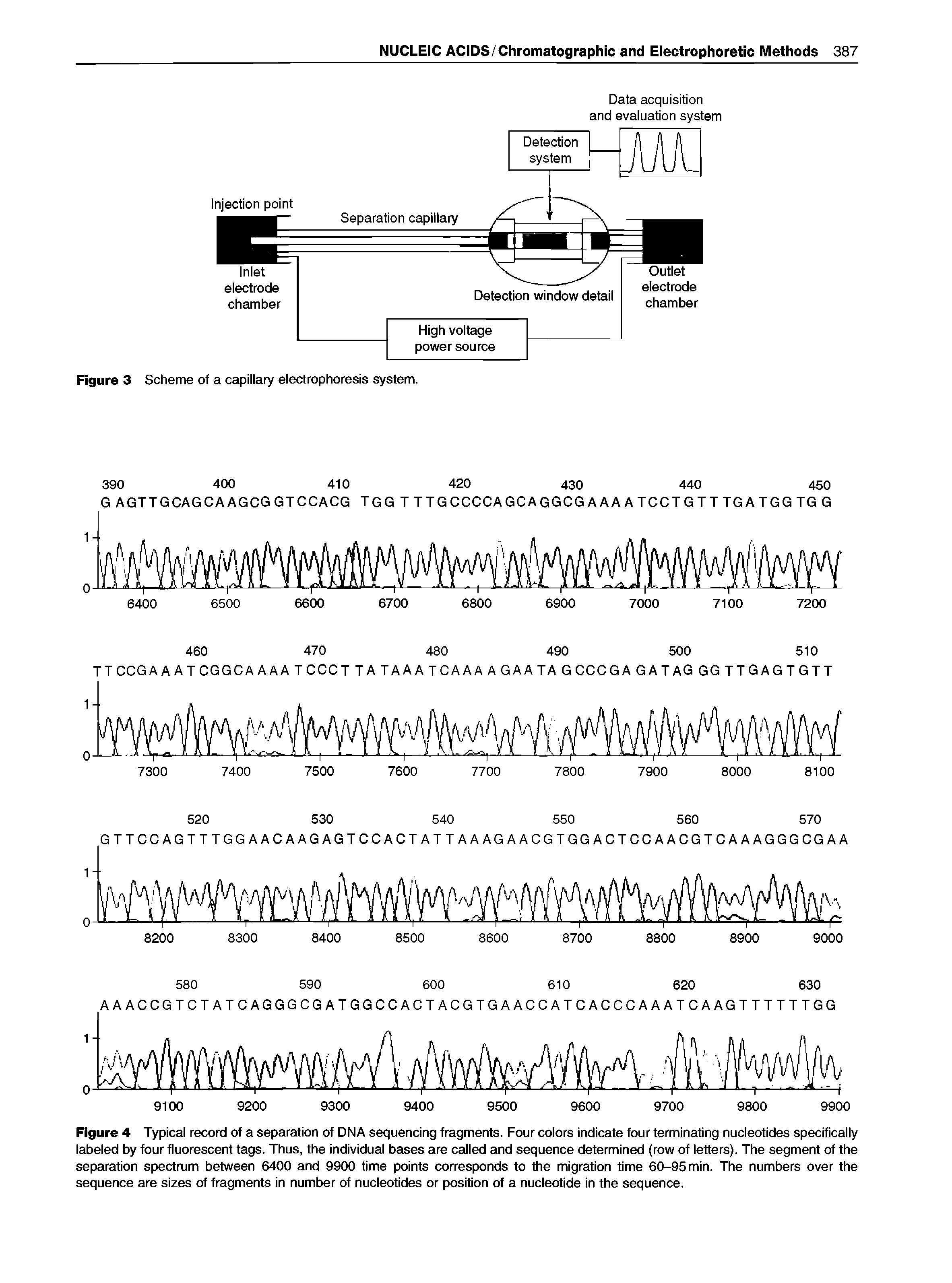 Figure 4 Typical record of a separation of DNA sequencing fragments. Four colors indicate four terminating nucleotides specifically labeled by four fluorescent tags. Thus, the individual bases are called and sequence determined (row of letters). The segment of the separation spectrum between 6400 and 9900 time points corresponds to the migration time 60-95 min. The numbers over the sequence are sizes of fragments in number of nucleotides or position of a nucleotide in the sequence.