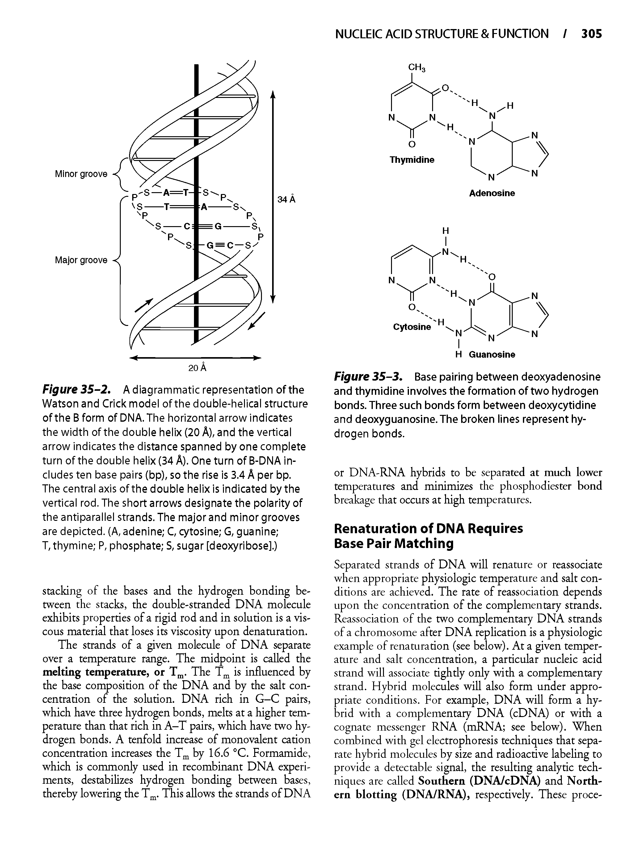 Figure 35-2. A diagrammatic representation of the Watson and Crick modei of the doubie-heiicai structure of the B form of DNA.The horizontai arrow indicates the width of the doubie heiix (20 A), and the verticai arrow indicates the distance spanned by one compiete turn of the doubie heiix (34 A). One turn of B-DNA in-ciudes ten base pairs (bp), so the rise is 3.4 A per bp. The centrai axis of the doubie heiix is indicated by the verticai rod. The short arrows designate the poiarity of the antiparaiiei strands. The major and minor grooves are depicted. (A,adenine C, cytosine G, guanine ...