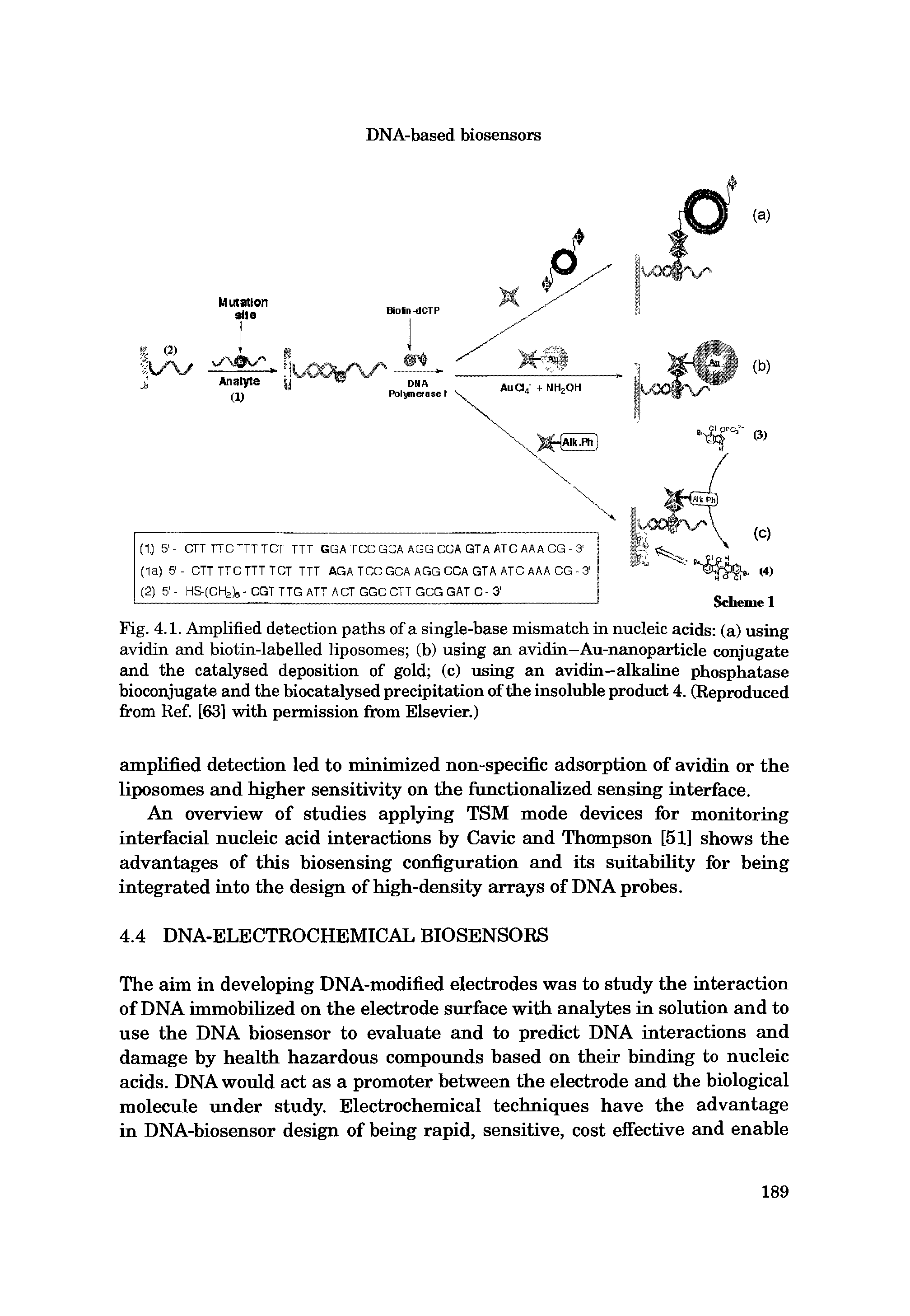 Fig. 4.1. Amplified detection paths of a single-base mismatch in nucleic acids (a) using avidin and hiotin-labelled liposomes (h) using an avidin-Au-nanoparticle conjugate and the catalysed deposition of gold (c) using an avidin-alkaline phosphatase bioconjugate and the biocatalysed precipitation of the insoluble product 4. (Reproduced from Ref. [63] with permission from Elsevier.)...