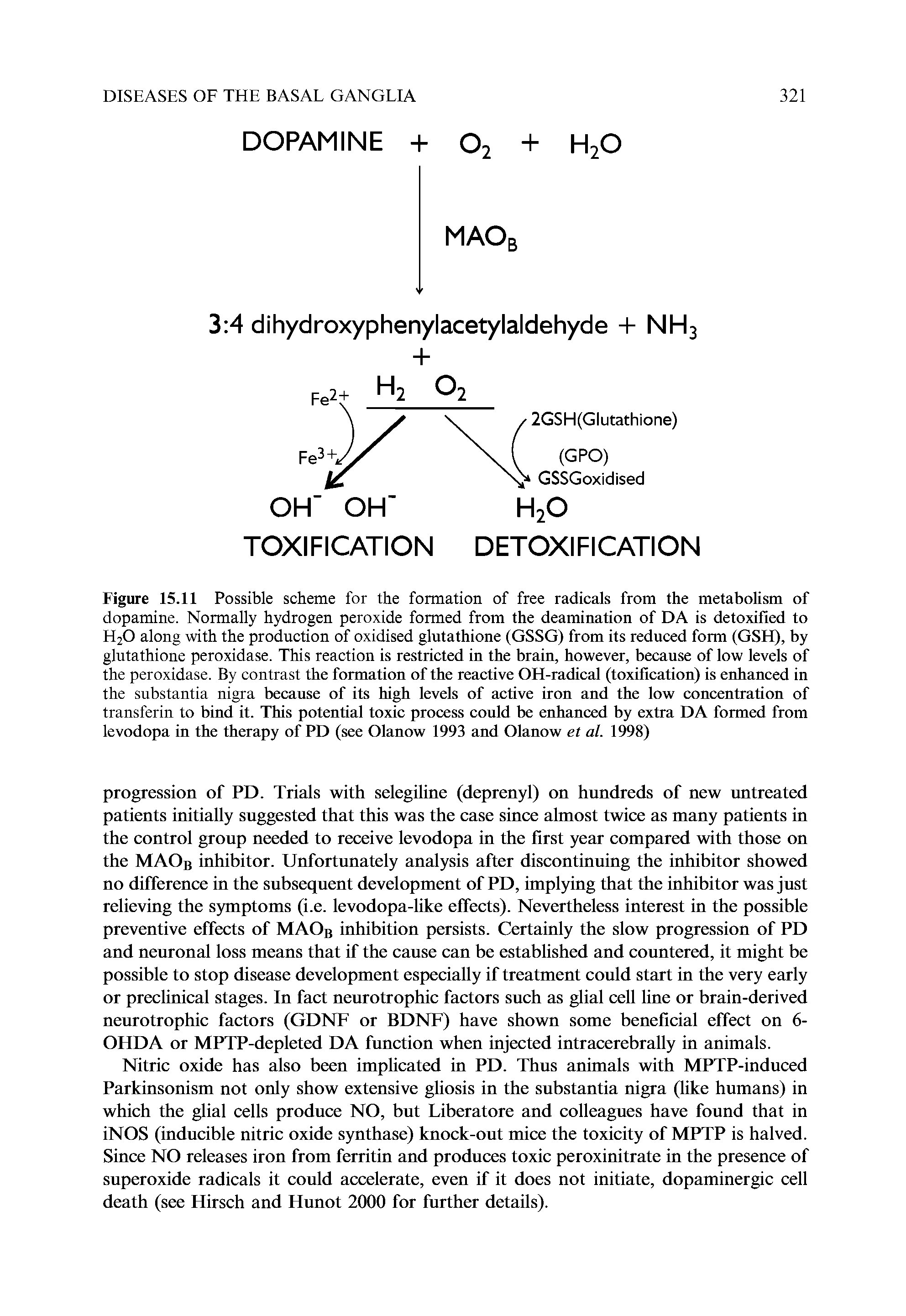 Figure 15.11 Possible scheme for the formation of free radicals from the metabolism of dopamine. Normally hydrogen peroxide formed from the deamination of DA is detoxified to H2O along with the production of oxidised glutathione (GSSG) from its reduced form (GSH), by glutathione peroxidase. This reaction is restricted in the brain, however, because of low levels of the peroxidase. By contrast the formation of the reactive OH-radical (toxification) is enhanced in the substantia nigra because of its high levels of active iron and the low concentration of transferin to bind it. This potential toxic process could be enhanced by extra DA formed from levodopa in the therapy of PD (see Olanow 1993 and Olanow et al. 1998)...