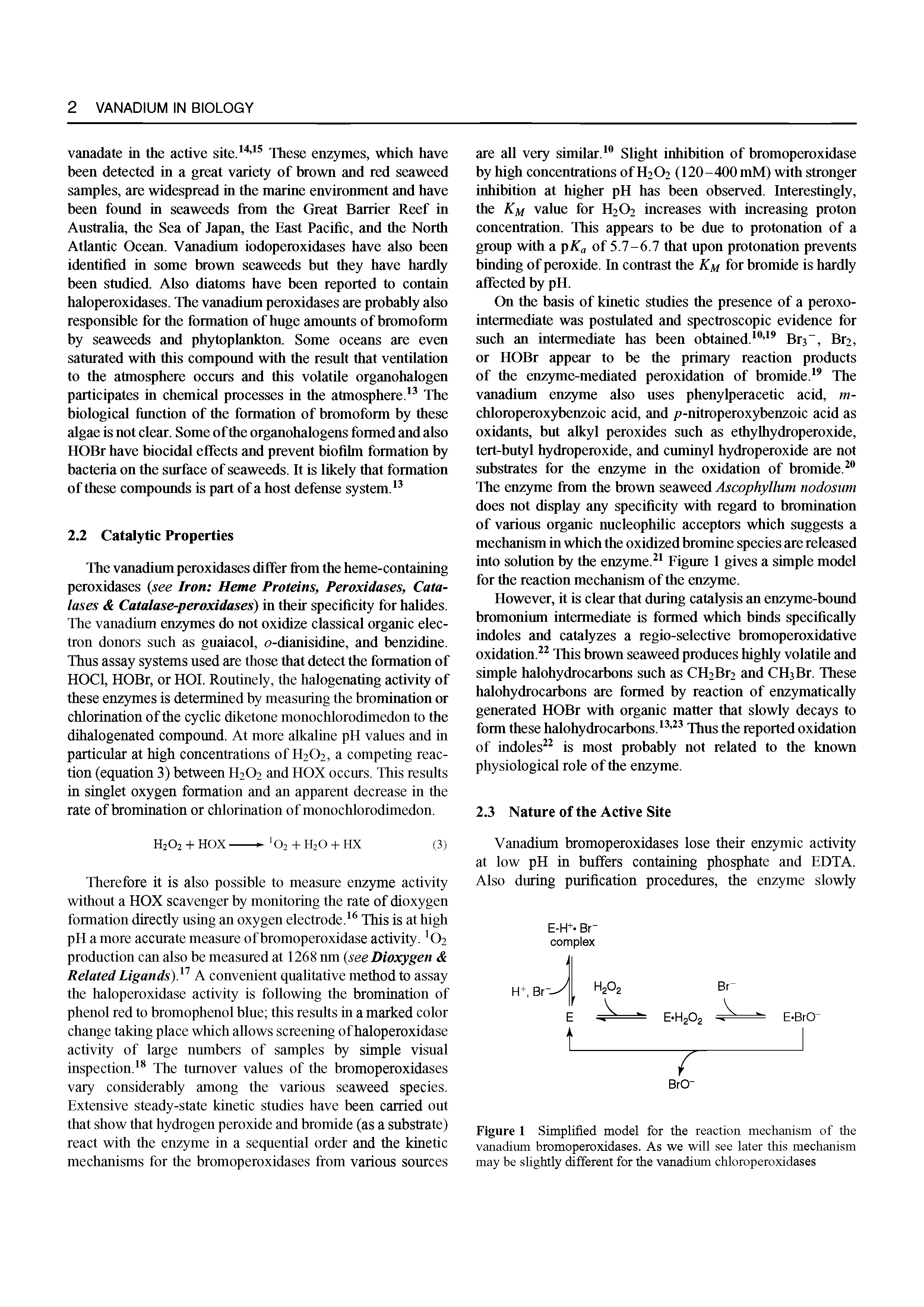 Figure 1 Simplified model for the reaction mechanism of the vanadium bromoperoxidases. As we will see later this mechanism may be slightly different for the vanadium chloroperoxidases...