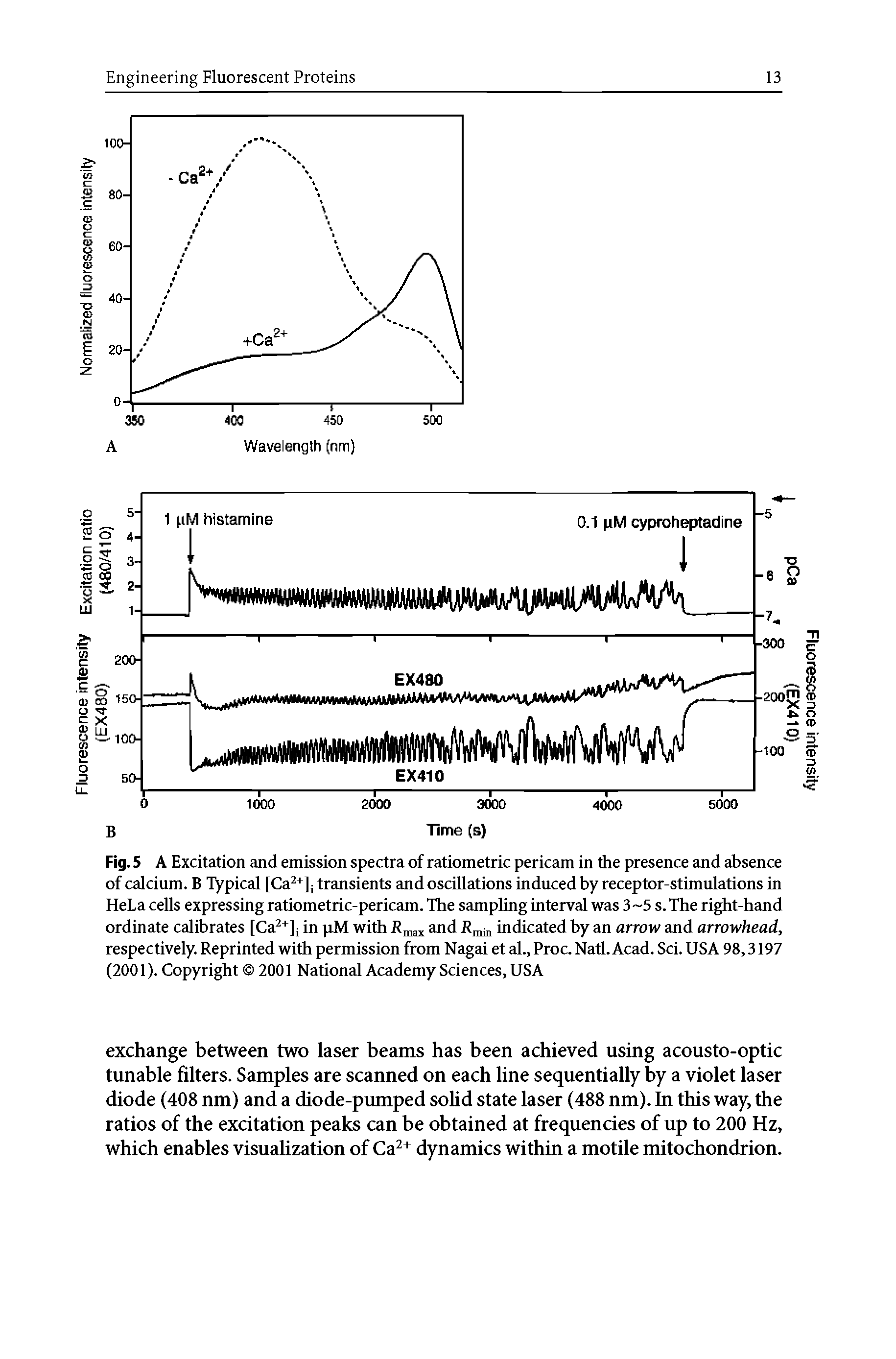 Fig. 5 A Excitation and emission spectra of ratiometric pericam in the presence and absence of calcium. B Typical [Ca +] transients and oscillations induced by receptor-stimulations in HeLa cells expressing ratiometric-pericam. The sampling interval was 3 5 s. The right-hand ordinate calibrates [Ca +] in pM with and l n indicated by an arrow and arrowhead, respectively. Reprinted with permission from Nagai et al., Proc. Natl. Acad. Sci. USA 98,3197 (2001). Copyright 2001 National Academy Sciences, USA...