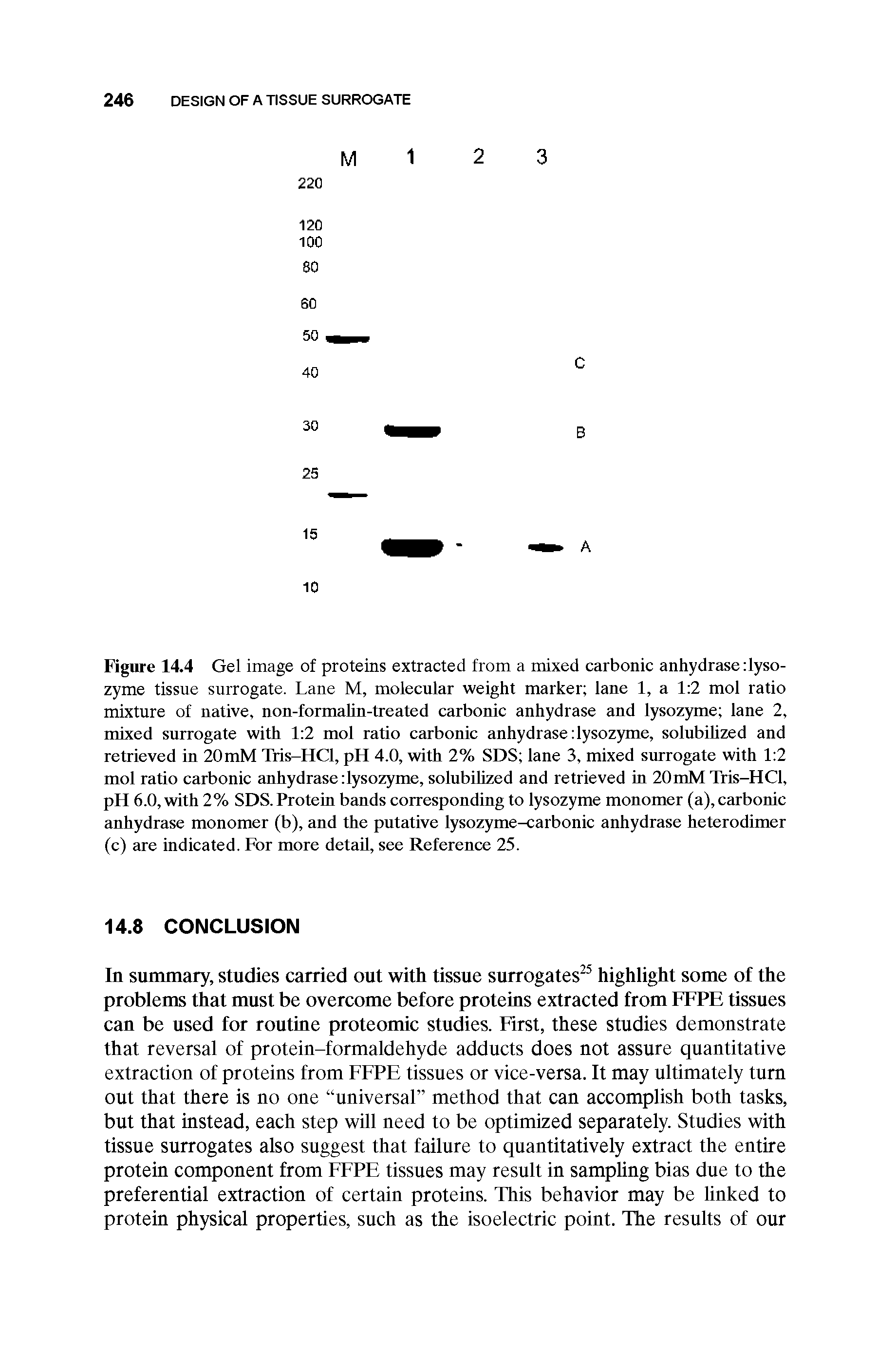 Figure 14.4 Gel image of proteins extracted from a mixed carbonic anhydrase lysozyme tissue surrogate. Lane M, molecular weight marker lane 1, a 1 2 mol ratio mixture of native, non-formalin-treated carbonic anhydrase and lysozyme lane 2, mixed surrogate with 1 2 mol ratio carbonic anhydrase lysozyme, solubilized and retrieved in 20mM Tris-HCl, pH 4.0, with 2% SDS lane 3, mixed surrogate with 1 2 mol ratio carbonic anhydrase lysozyme, solubilized and retrieved in 20mM Tris-HCl, pH 6.0, with 2% SDS. Protein bands corresponding to lysozyme monomer (a), carbonic anhydrase monomer (b), and the putative lysozyme-carbonic anhydrase heterodimer (c) are indicated. For more detail, see Reference 25.