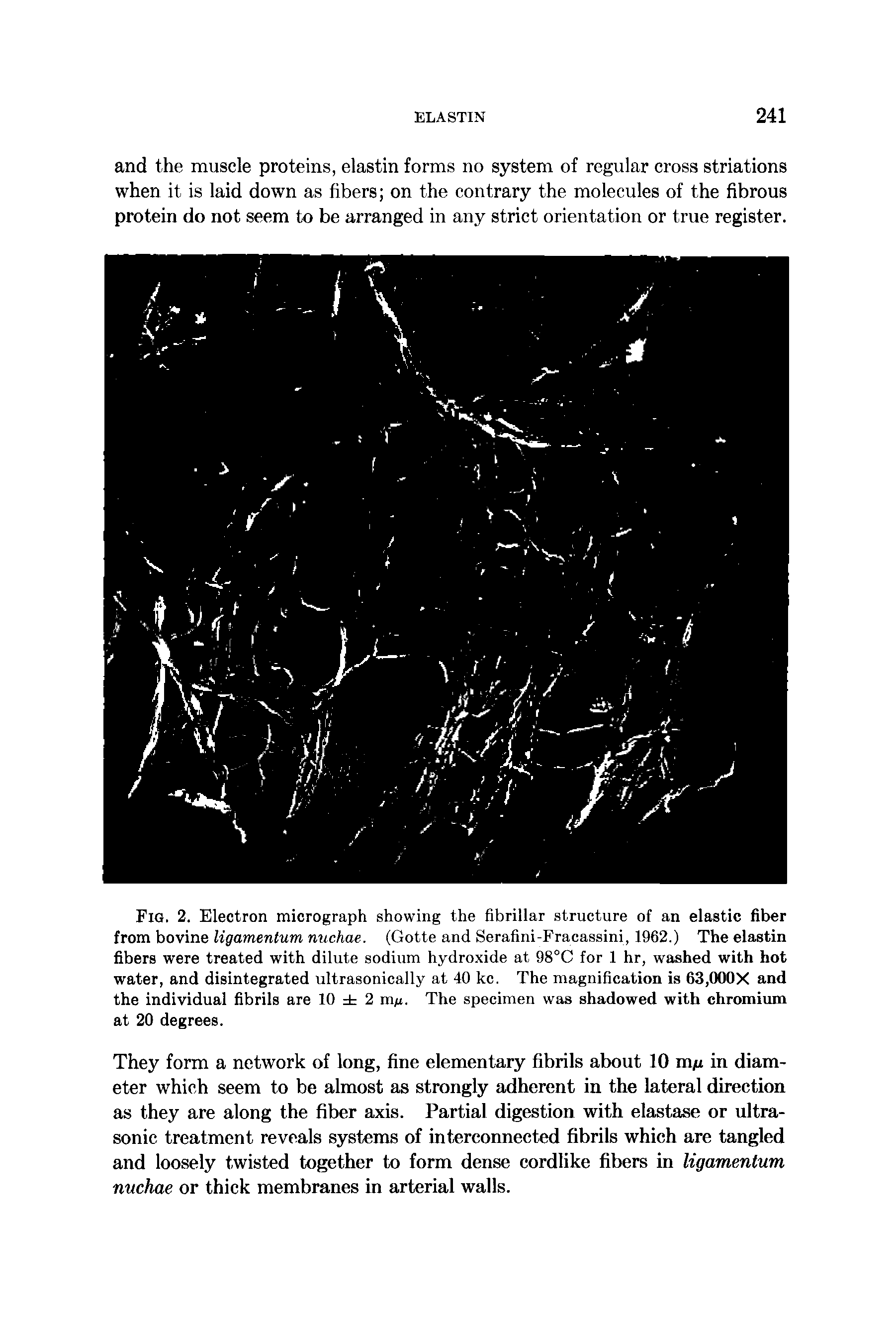 Fig. 2. Electron micrograph showing the fibrillar structure of an elastic fiber from bovine ligamentum nuchae. (Gotte and Serafini-Fracassini, 1962.) The elastin fibers were treated with dilute sodium hydroxide at 98°C for 1 hr, washed with hot water, and disintegrated ultrasonically at 40 kc. The magnification is 63,000X and the individual fibrils are 10 2 The specimen was shadowed with chromium at 20 degrees.