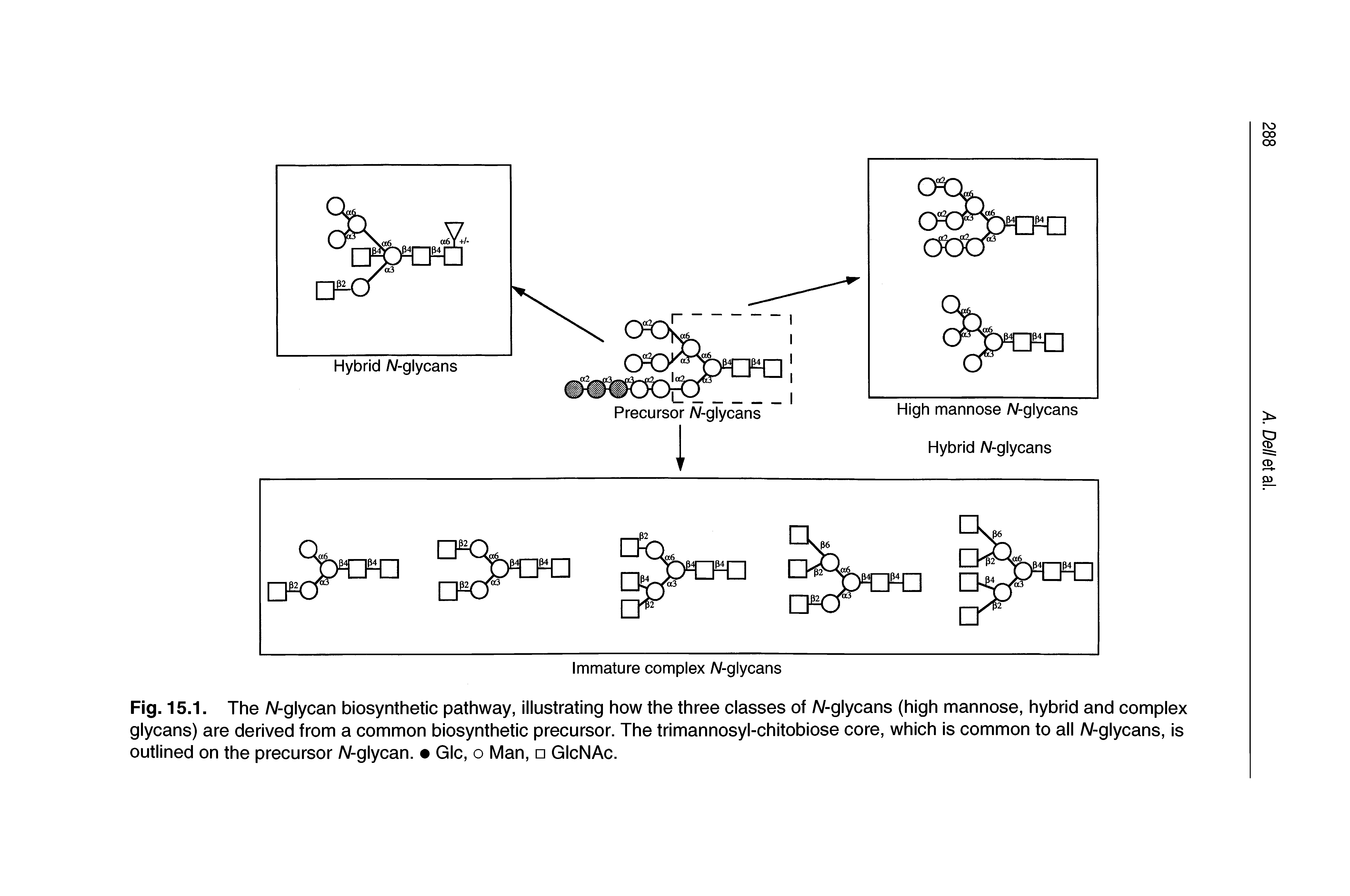 Fig. 15.1. The A/-glycan biosynthetic pathway, illustrating how the three classes of A/-glycans (high mannose, hybrid and complex glycans) are derived from a common biosynthetic precursor. The trimannosyl-chitobiose core, which is common to all A/-glycans, is outlined on the precursor A/-glycan. Glc, o Man, GIcNAc.