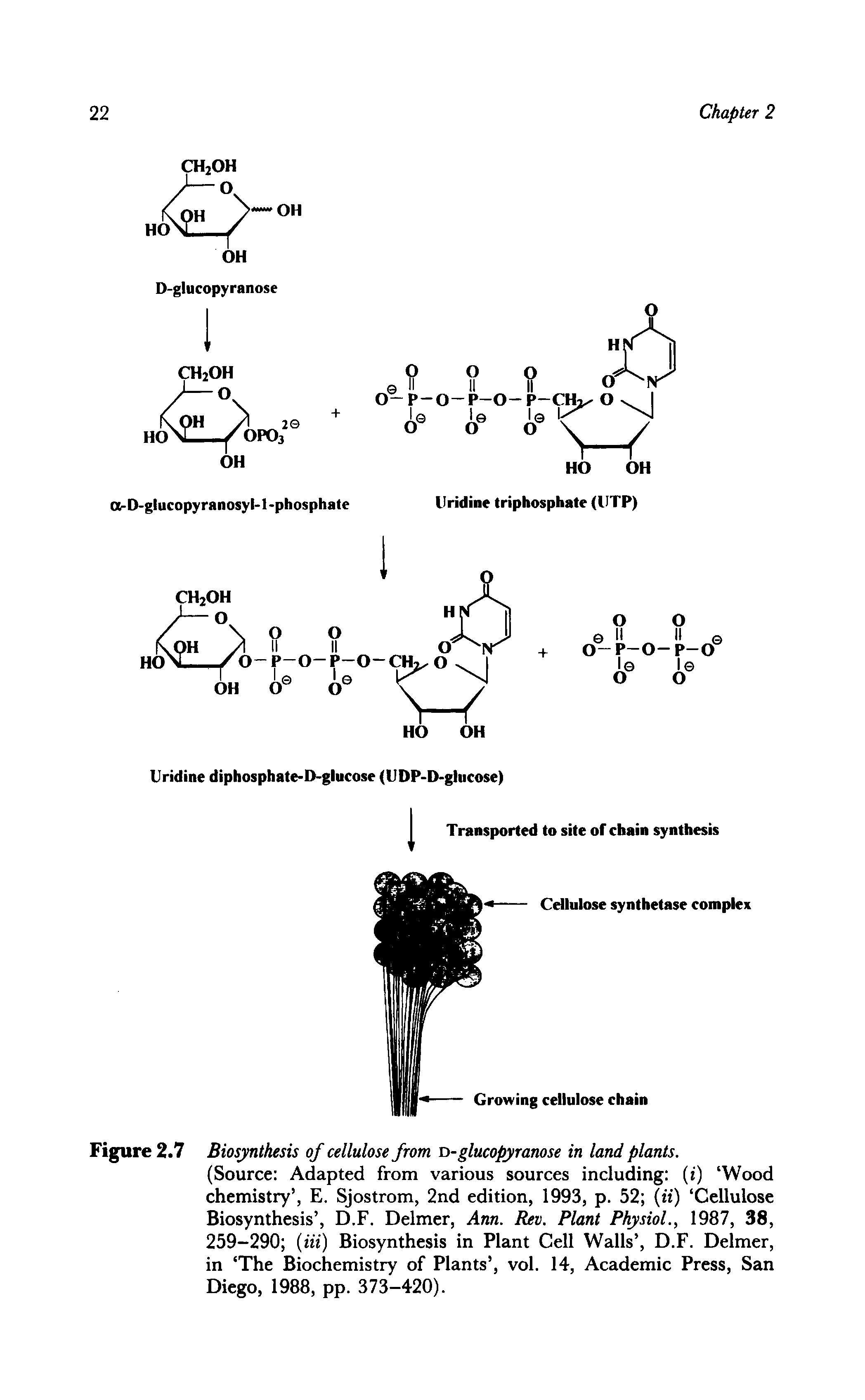 Figure 2.7 Biosynthesis of cellulose from D-glucopyranose in land plants.