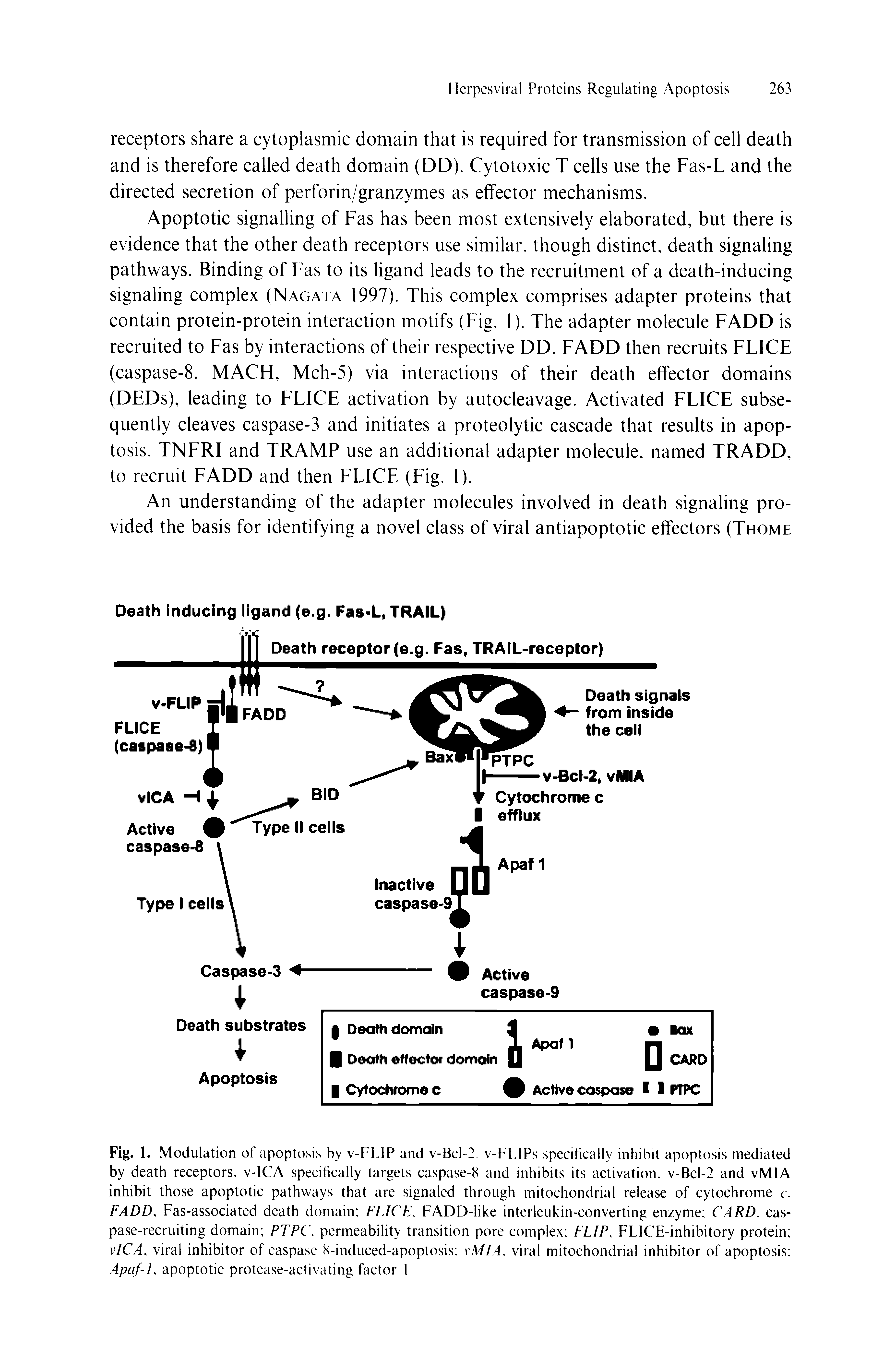 Fig. 1. Modulation of apoptosis by v-FLIP and v-Bcl-2. v-FLIPs specifically inhibit apoptosis mediated by death receptors. v-lCA specifically targets caspase-8 and inhibits its activation. v-Bcl-2 and vMIA inhibit those apoptotic pathways that are signaled through mitochondrial release of cytochrome c. FADD, Fas-associated death domain FLICE, FADD-like interleukin-converting enzyme CARD, cas-pase-recruiting domain PTPC. permeability transition pore complex FLIP, FLICE-inhibitory protein vie A, viral inhibitor of caspase 8-induced-apoptosis MIA. viral mitochondrial inhibitor of apoptosis Apcif-l, apoptotic protease-activating factor 1...