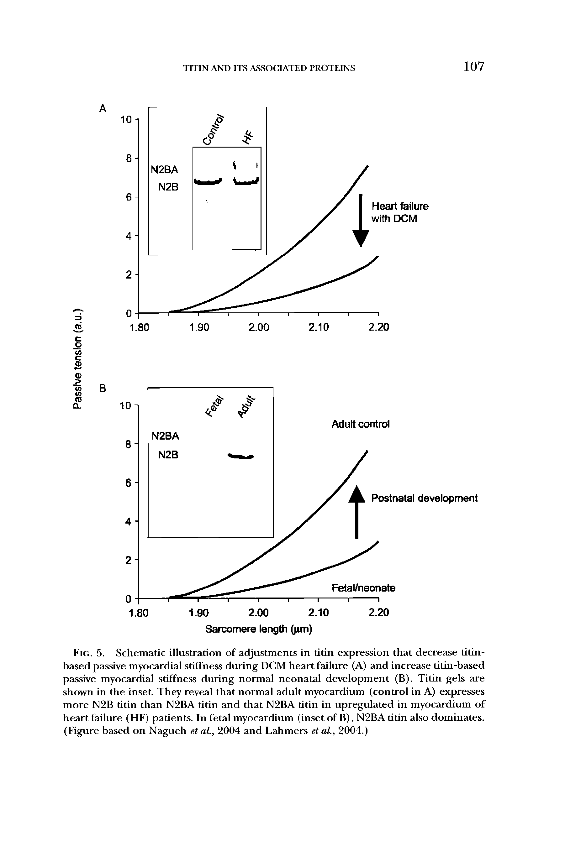 Fig. 5. Schematic illustration of adjustments in titin expression that decrease titin-based passive myocardial stiffness during DCM heart failure (A) and increase titin-based passive myocardial stiffness during normal neonatal development (B). Titin gels are shown in the inset. They reveal that normal adult myocardium (control in A) expresses more N2B titin than N2BA titin and that N2BA titin in upregulated in myocardium of heart failure (HF) patients. In fetal myocardium (inset of B), N2BA titin also dominates. (Figure based on Nagueh et al, 2004 and Lahmers et at, 2004.)...