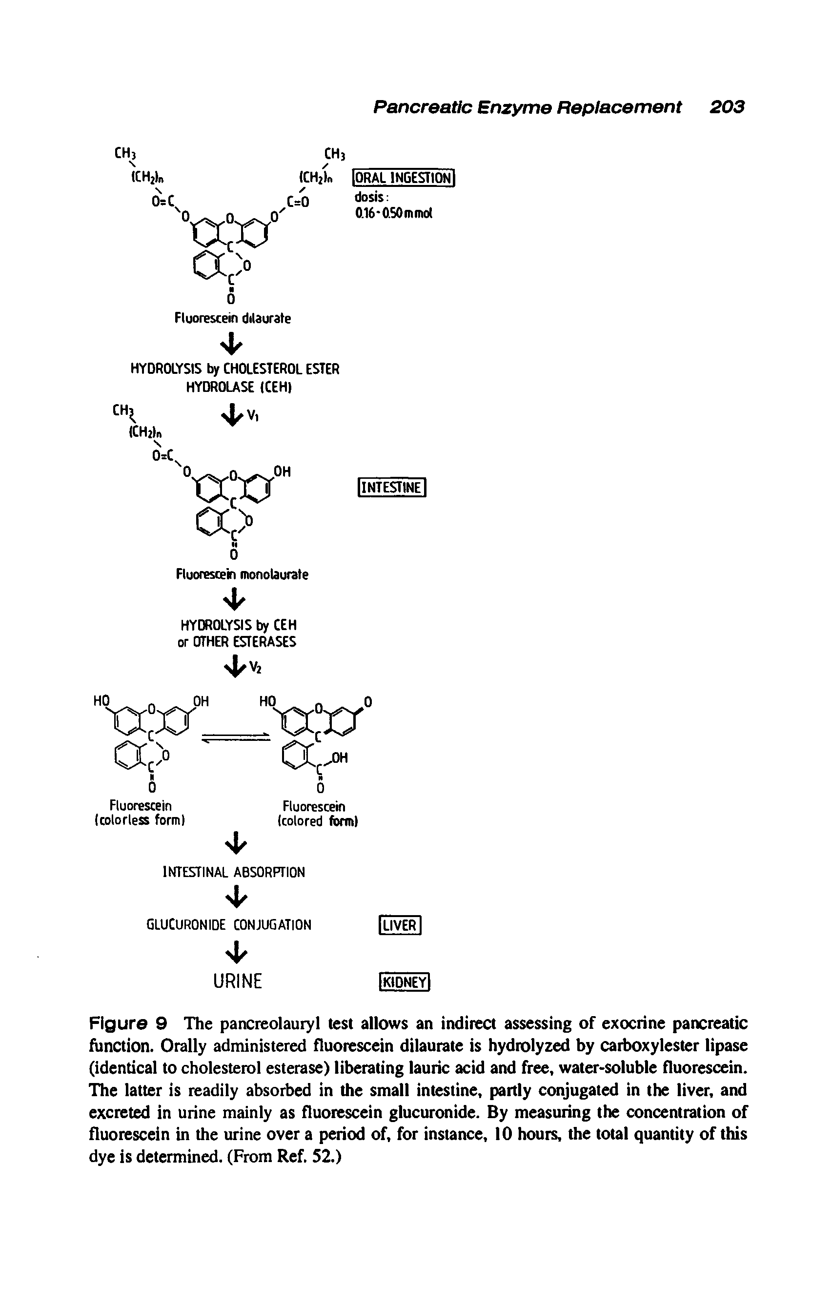 Figure 9 The pancreolauryl test allows an indirect assessing of exocrine pancreatic function. Orally administered fluorescein dilaurate is hydrolyzed by carboxylester lipase (identical to cholesterol esterase) liberating lauric acid and free, water-soluble fluorescein. The latter is readily absorbed in the small intestine, partly conjugated in the liver, and excreted in urine mainly as fluorescein glucuronide. By measuring the concentration of fluorescein in the urine over a period of, for instance, 10 hours, the total quantity of this dye is determined. (From Ref. 52.)...