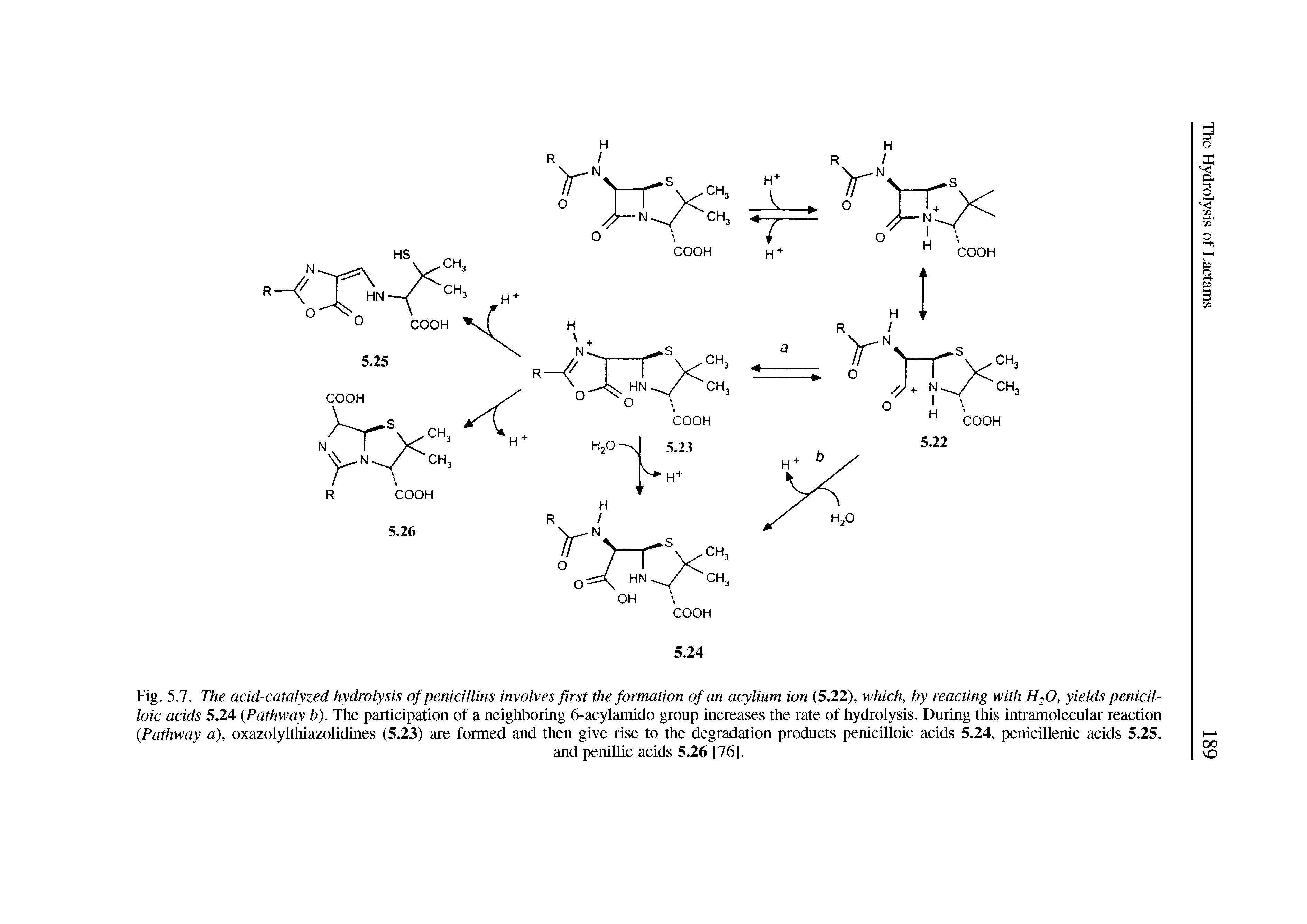 Fig. 5.7. The acid-catalyzed hydrolysis of penicillins involves first the formation of an acylium ion (5.22), which, by reacting with H20, yields penicil-loic acids 5.24 (Pathway b). The participation of a neighboring 6-acylamido group increases the rate of hydrolysis. During this intramolecular reaction (Pathway a), oxazolylthiazolidines (5.23) are formed and then give rise to the degradation products penicilloic acids 5.24, penicillenic acids 5.25,...