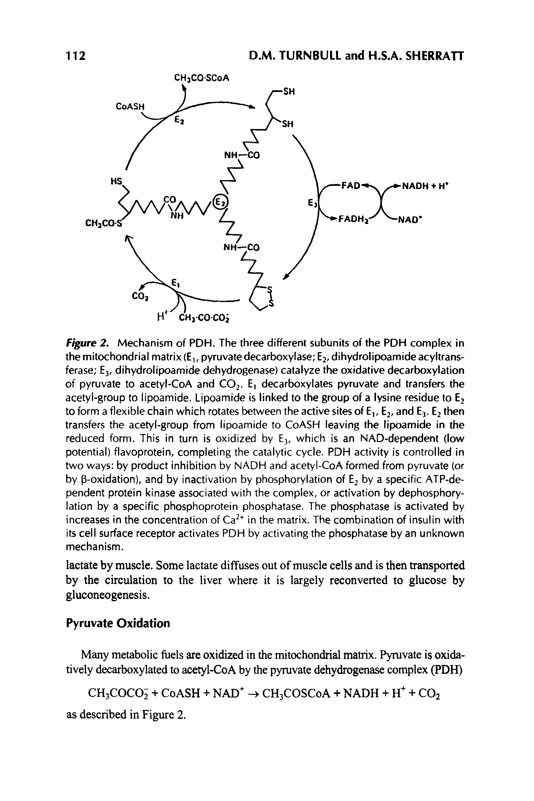 Figure 2. Mechanism of PDH. The three different subunits of the PDH complex in the mitochondrial matrix (E, pyruvate decarboxylase E2, dihydrolipoamide acyltrans-ferase Ej, dihydrolipoamide dehydrogenase) catalyze the oxidative decarboxylation of pyruvate to acetyl-CoA and CO2. E, decarboxylates pyruvate and transfers the acetyl-group to lipoamide. Lipoamide is linked to the group of a lysine residue to E2 to form a flexible chain which rotates between the active sites of E, E2, and E3. E2 then transfers the acetyl-group from lipoamide to CoASH leaving the lipoamide in the reduced form. This in turn is oxidized by E3, which is an NAD-dependent (low potential) flavoprotein, completing the catalytic cycle. PDH activity is controlled in two ways by product inhibition by NADH and acetyl-CoA formed from pyruvate (or by P-oxidation), and by inactivation by phosphorylation of Ej by a specific ATP-de-pendent protein kinase associated with the complex, or activation by dephosphorylation by a specific phosphoprotein phosphatase. The phosphatase is activated by increases in the concentration of Ca in the matrix. The combination of insulin with its cell surface receptor activates PDH by activating the phosphatase by an unknown mechanism.