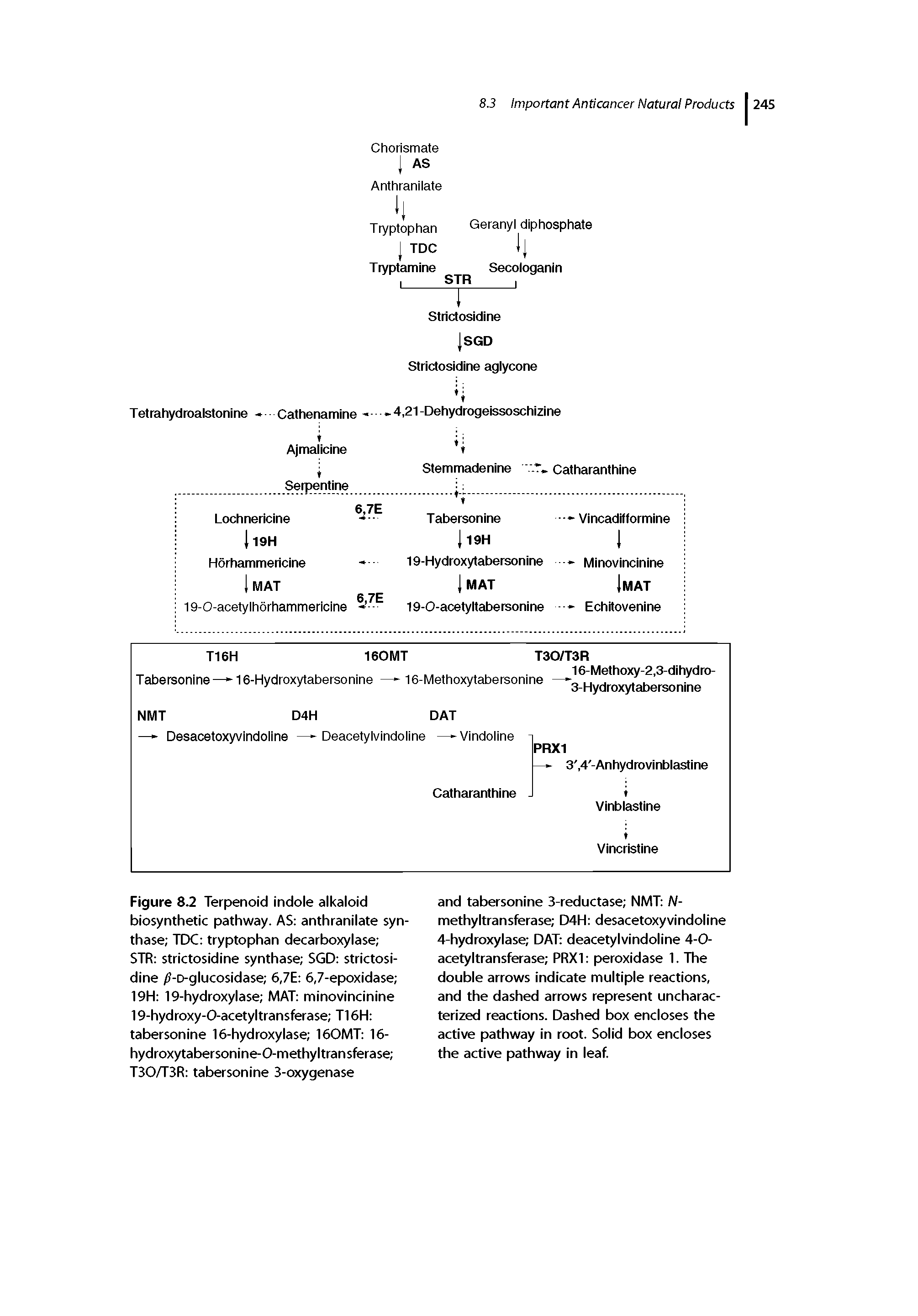 Figure 8,2 Terpenoid indole alkaloid biosynthetic pathway. AS anthranilate synthase TDC tryptophan decarboxylase ...