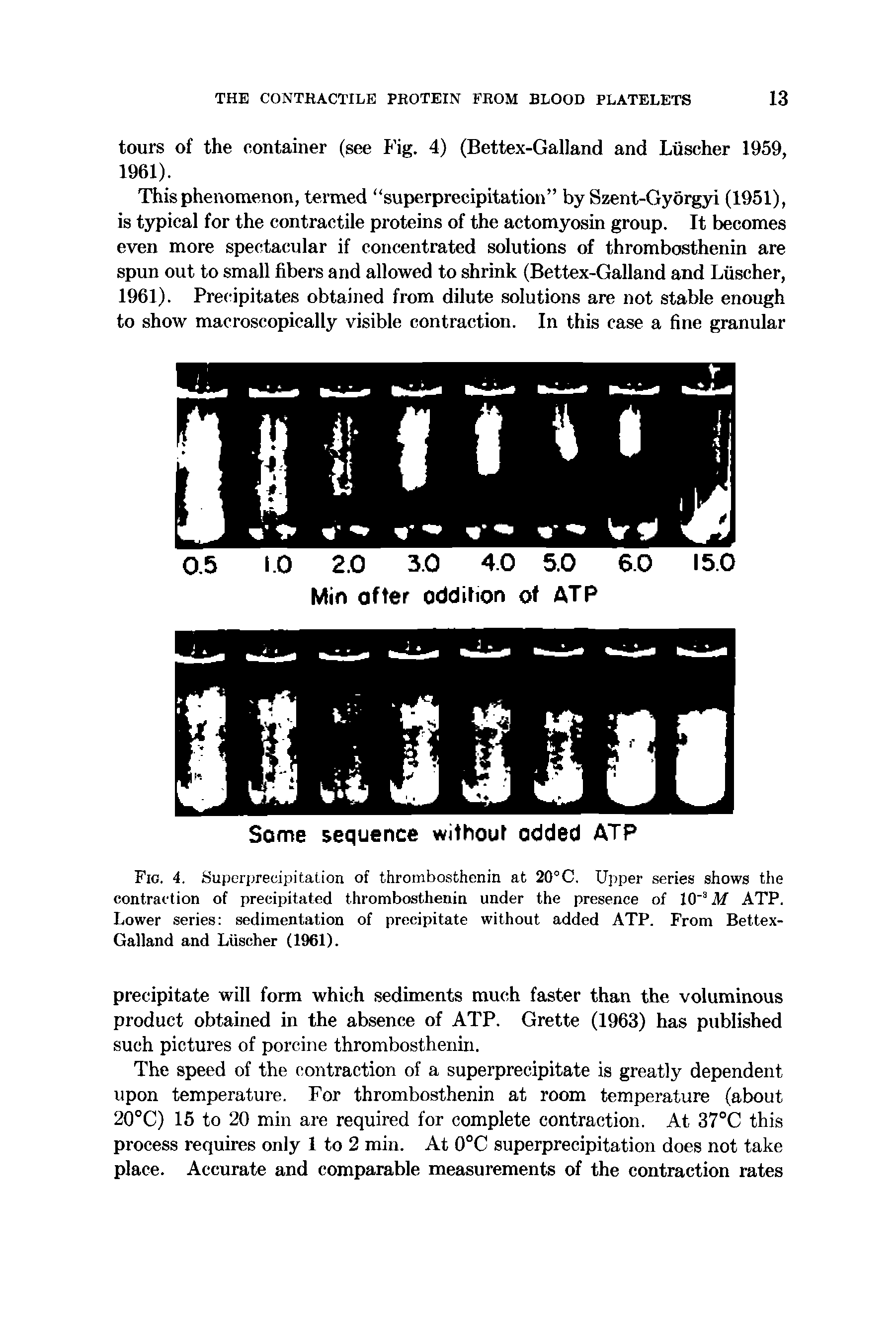 Fig. 4. Supcrijrecipitation of thrombosthenin at 20°C. Upper series shows the contraction of precipitated thrombosthenin under the presence of 10 M ATP. Lower series sedimentation of precipitate without added ATP. From Bettex-Galland and Luscher (1961).