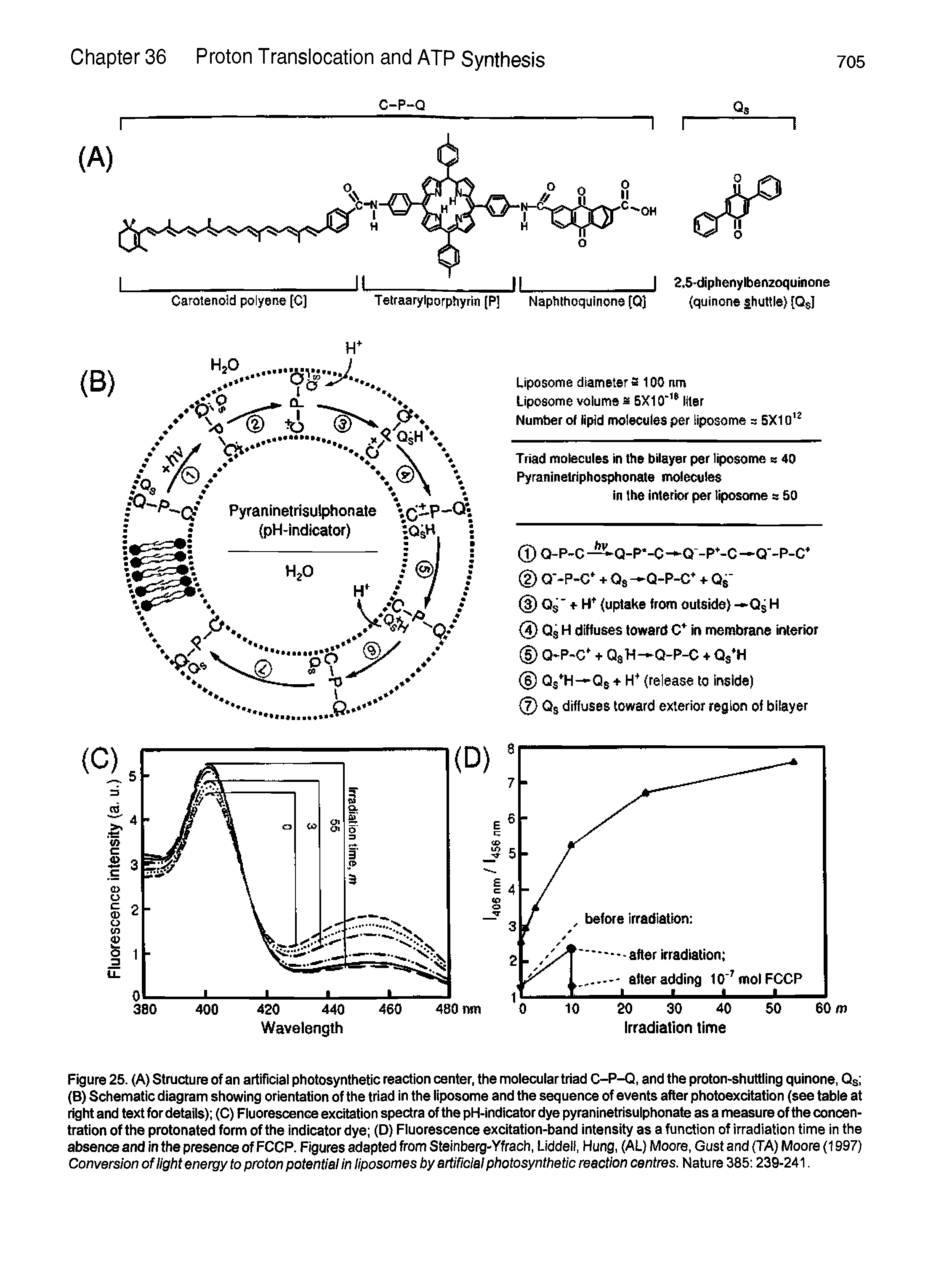 Figure 25. (A) Structure of an artificial photosynthetic reaction center, the molecular triad C-P-Q, and the proton-shuttling quinone, Qsl (B) Schematic diagram showing orientation of the triad In the liposome and the sequence of events after photoexcitation (see table at right and text for details) (C) Fluorescence excitation spectra of the pH-indicator dye pyraninetrisulphonate as a measure of the concentration of the protonated form of the indicator dye (D) Fluorescence excitation-band intensity as a function of irradiation time in the absence and in the presence of FCCP. Figures adapted from Steinberg-Yfrach, Liddeii, Hung, (AL) Moore, Gust and (TA) Moore (1997) Conversion of light energy to proton potential in liposomes by artificial photosynthetic reaction centres. Natu re 385 239-241.