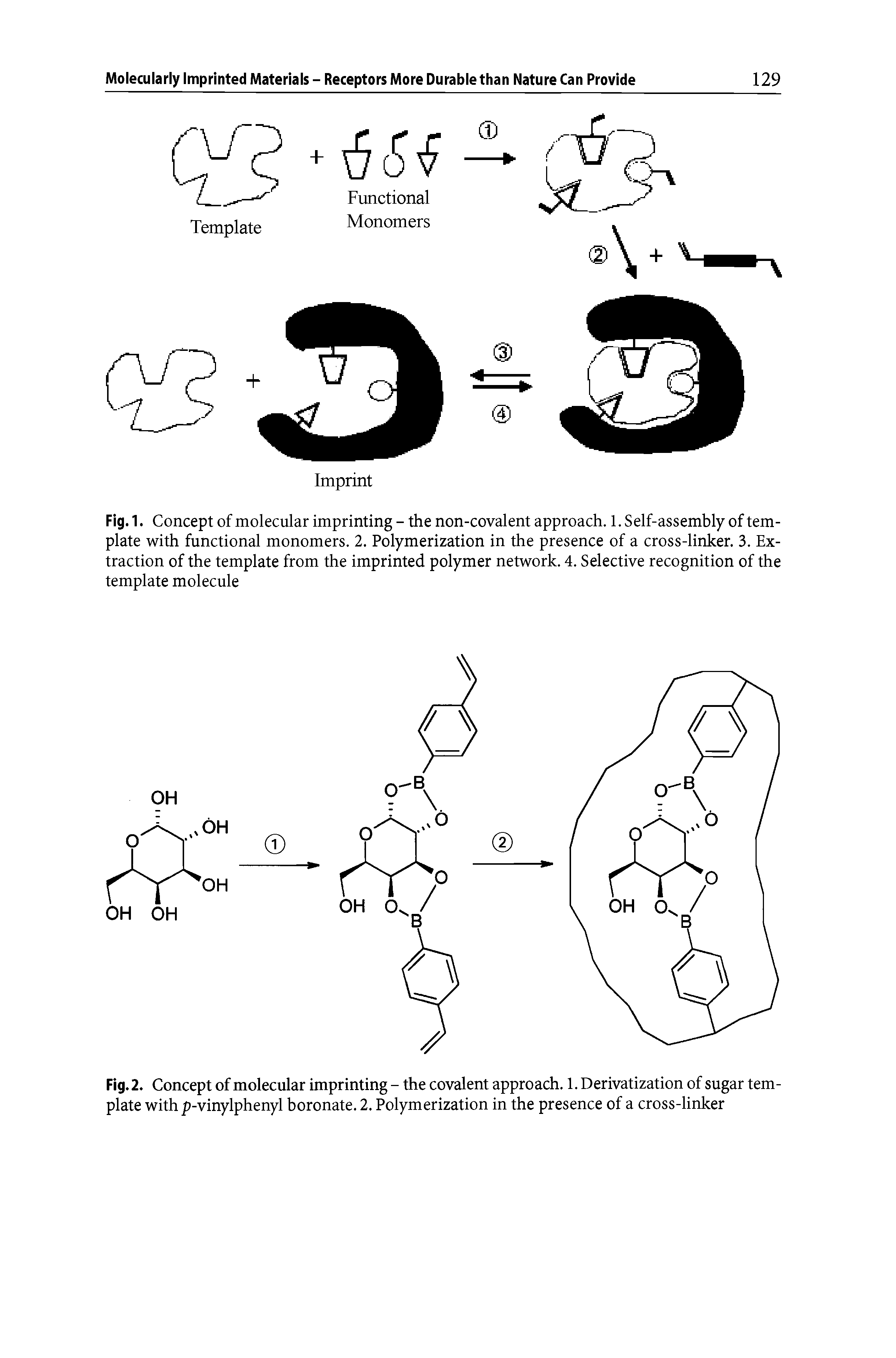 Fig. 1. Concept of molecular imprinting - the non-covalent approach. 1. Self-assembly of template with functional monomers. 2. Polymerization in the presence of a cross-linker. 3. Extraction of the template from the imprinted polymer network. 4. Selective recognition of the template molecule...