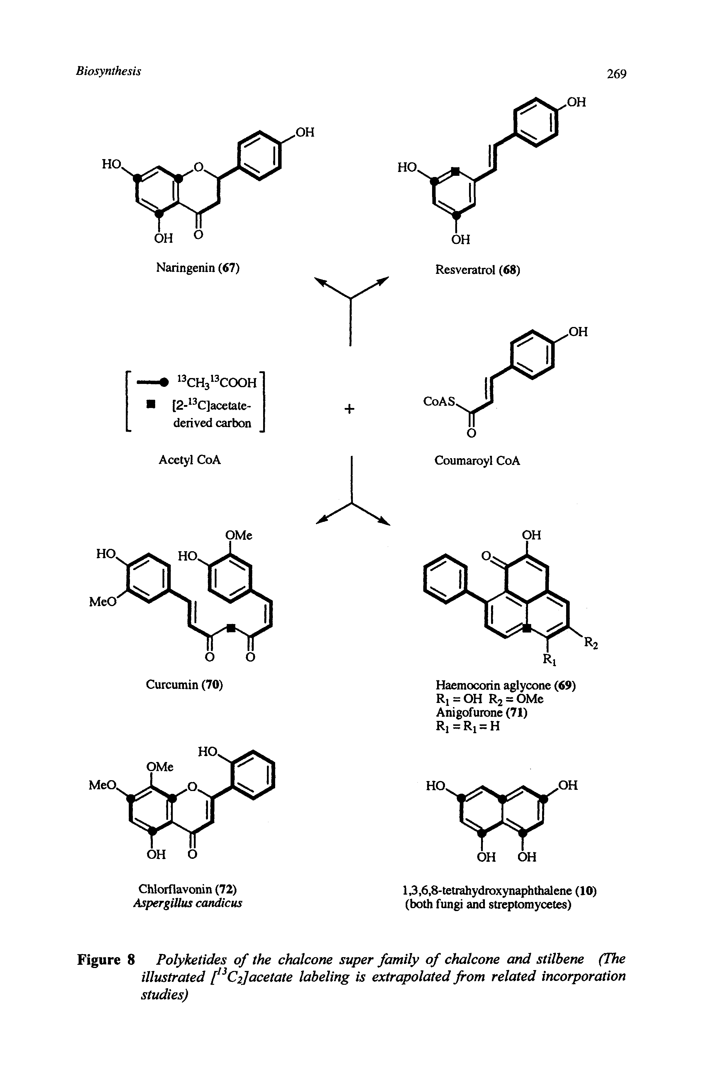 Figure 8 Polyketides of the chalcone super family of chalcone and stilbene (The illustrated [ 2]acetate labeling is extrapolated from related incorporation studies)...