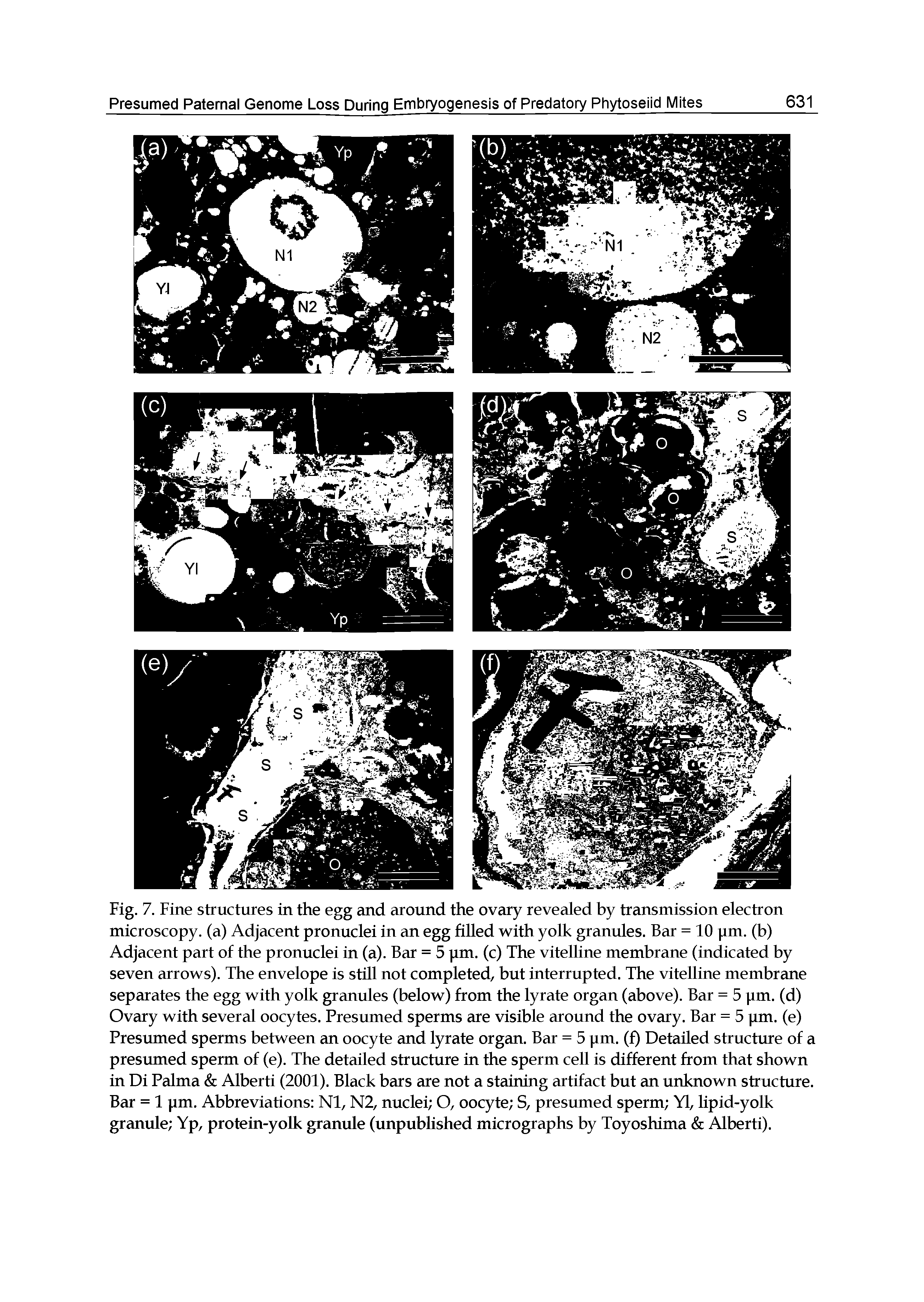 Fig. 7. Fine structures in the egg and around the ovary revealed by transmission electron microscopy, (a) Adjacent pronuclei in an egg filled with yolk granules. Bar = 10 pm. (b) Adjacent part of the pronuclei in (a). Bar = 5 pm. (c) The viteUine membrane (indicated by seven arrows). The envelope is still not completed, but interrupted. The vitelline membrane separates the egg with yolk granules (below) from the lyrate organ (above). Bar = 5 pm. (d) Ovary with several oocytes. Presumed sperms are visible around the ovary. Bar = 5 pm. (e) Presumed sperms between an oocyte and lyrate organ. Bar = 5 pm. (Q Detailed structure of a presumed sperm of (e). The detailed structure in the sperm cell is different from that shown in Di Palma Alberti (2001). Black bars are not a staining artifact but an unknown structure. Bar = 1 pm. Abbreviations Nl, N2, nuclei O, oocyte S, presmned sperm Yl, tipid-yolk granule Yp, protein-yolk granule (unpubHshed micrographs by Toyoshima Alberti).