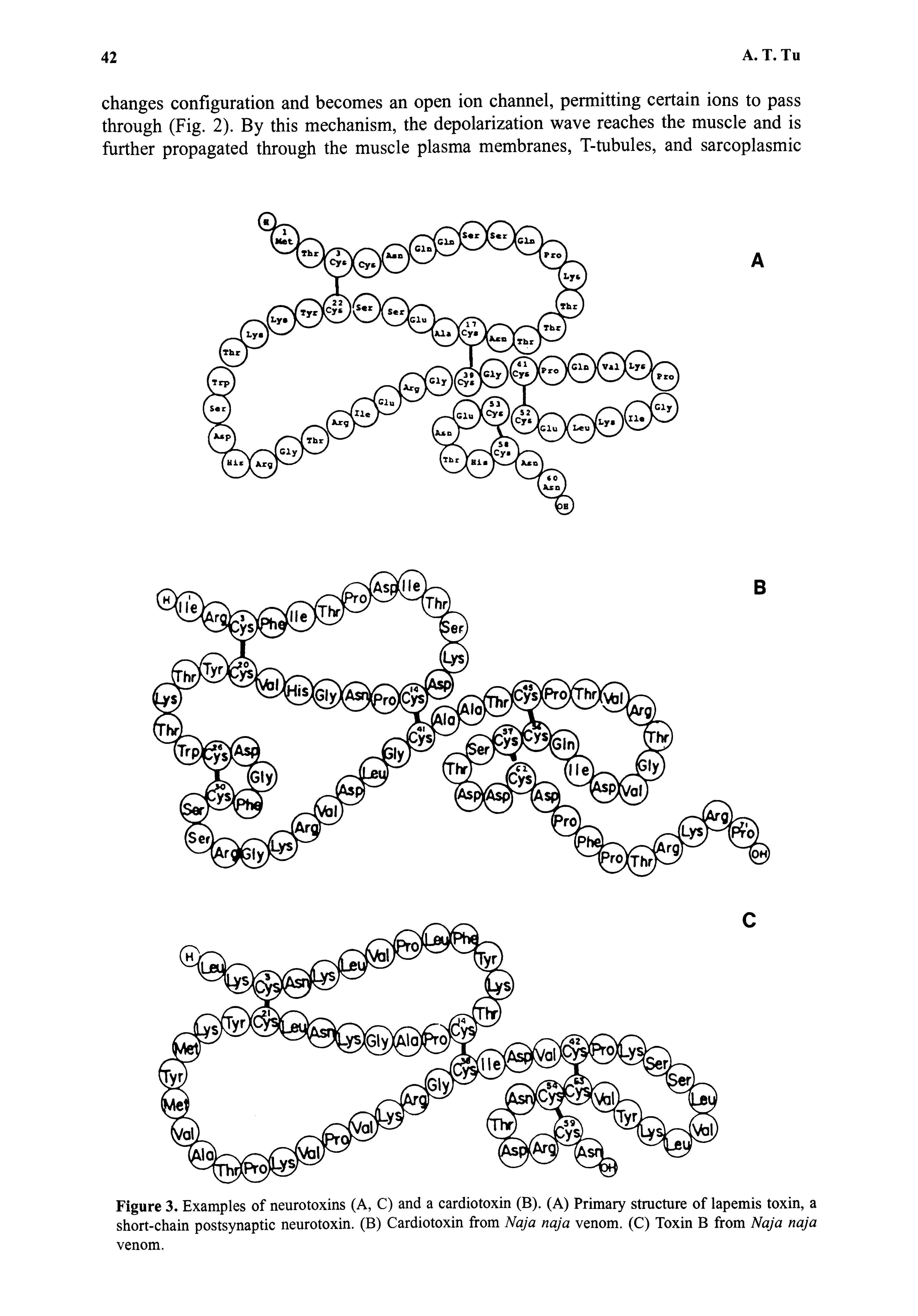 Figure 3. Examples of neurotoxins (A, C) and a cardiotoxin (B). (A) Primary structure of lapemis toxin, a short-chain postsynaptic neurotoxin. (B) Cardiotoxin from Naja naja venom. (C) Toxin B from Naja naja venom.