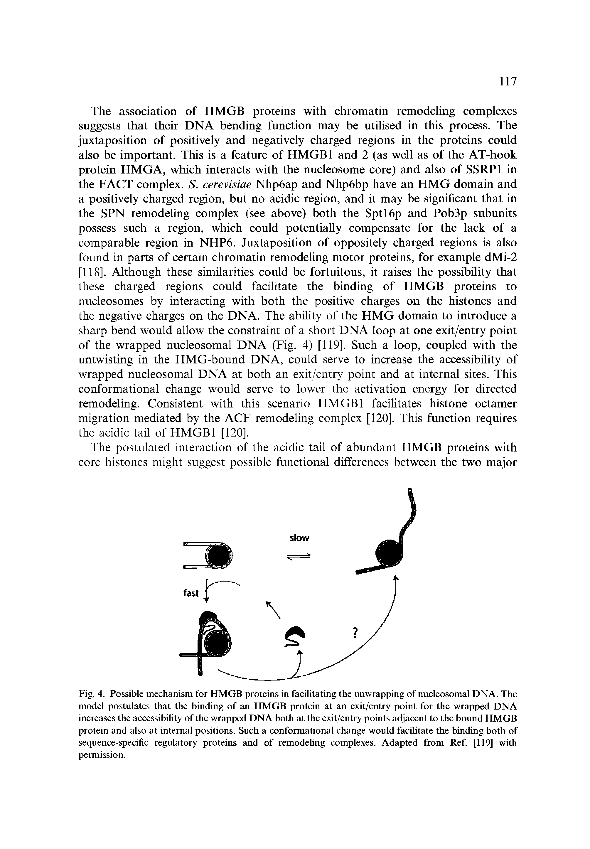 Fig. 4. Possible mechanism for HMGB proteins in facilitating the unwrapping of nucleosomal DNA. The model postulates that the binding of an HMGB protein at an exit/entry point for the wrapped DNA increases the accessibility of the wrapped DNA both at the exit/entry points adjacent to the bound HMGB protein and also at internal positions. Such a conformational change would facilitate the binding both of sequence-specific regulatory proteins and of remodeling complexes. Adapted from Ref. [119] with permission.