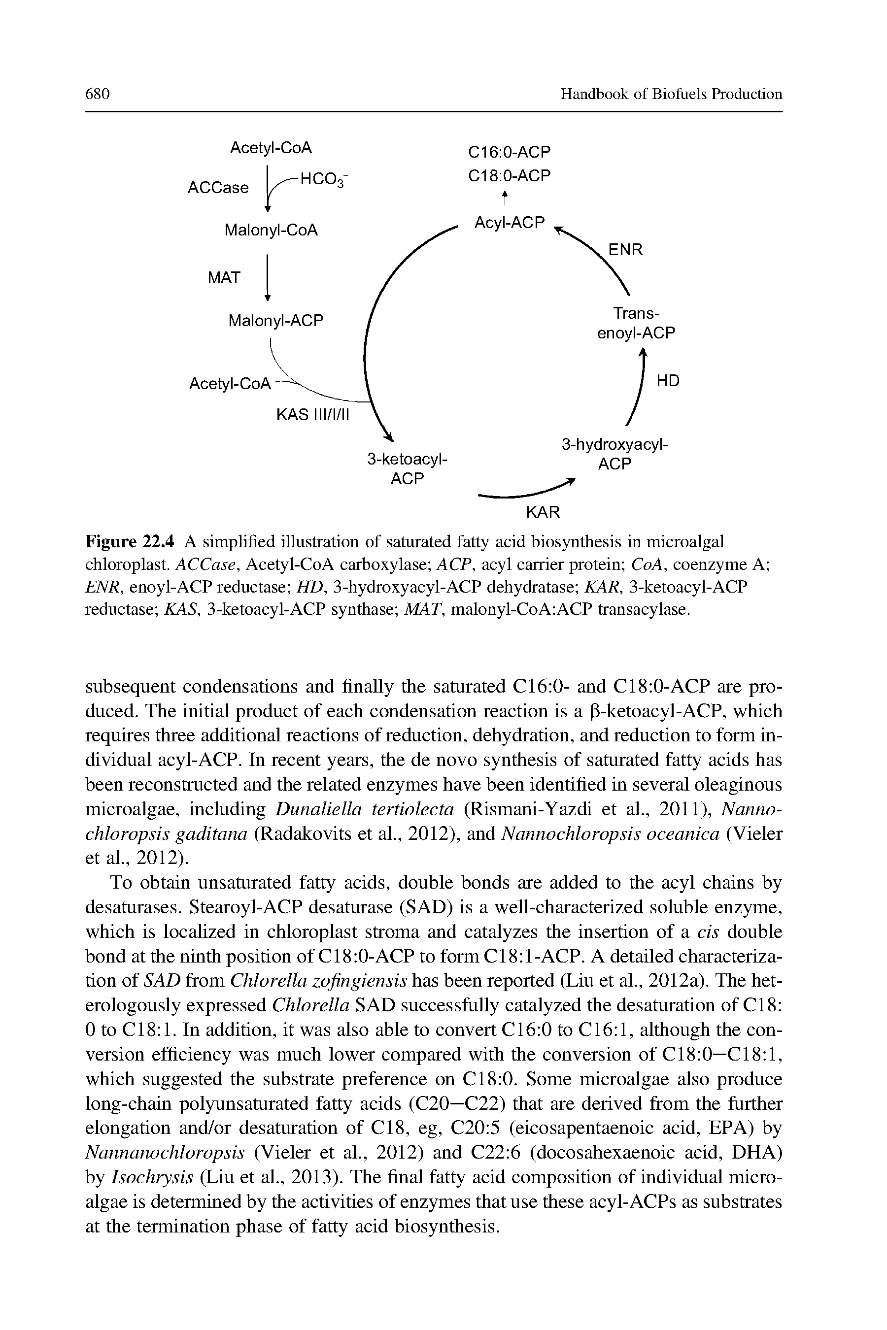 Figure 22.4 A simplified illustration of saturated fatty acid biosynthesis in microalgal chloroplast. ACCase, Acetyl-CoA carboxylase ACP, acyl carrier protein CoA, coenzyme A ENR, enoyl-ACP reductase HD, 3-hydroxyacyl-ACP dehydratase KAR, 3-ketoacyl-ACP reductase KAS, 3-ketoacyl-ACP synthase MAT, malonyl-CoA ACP transacylase.