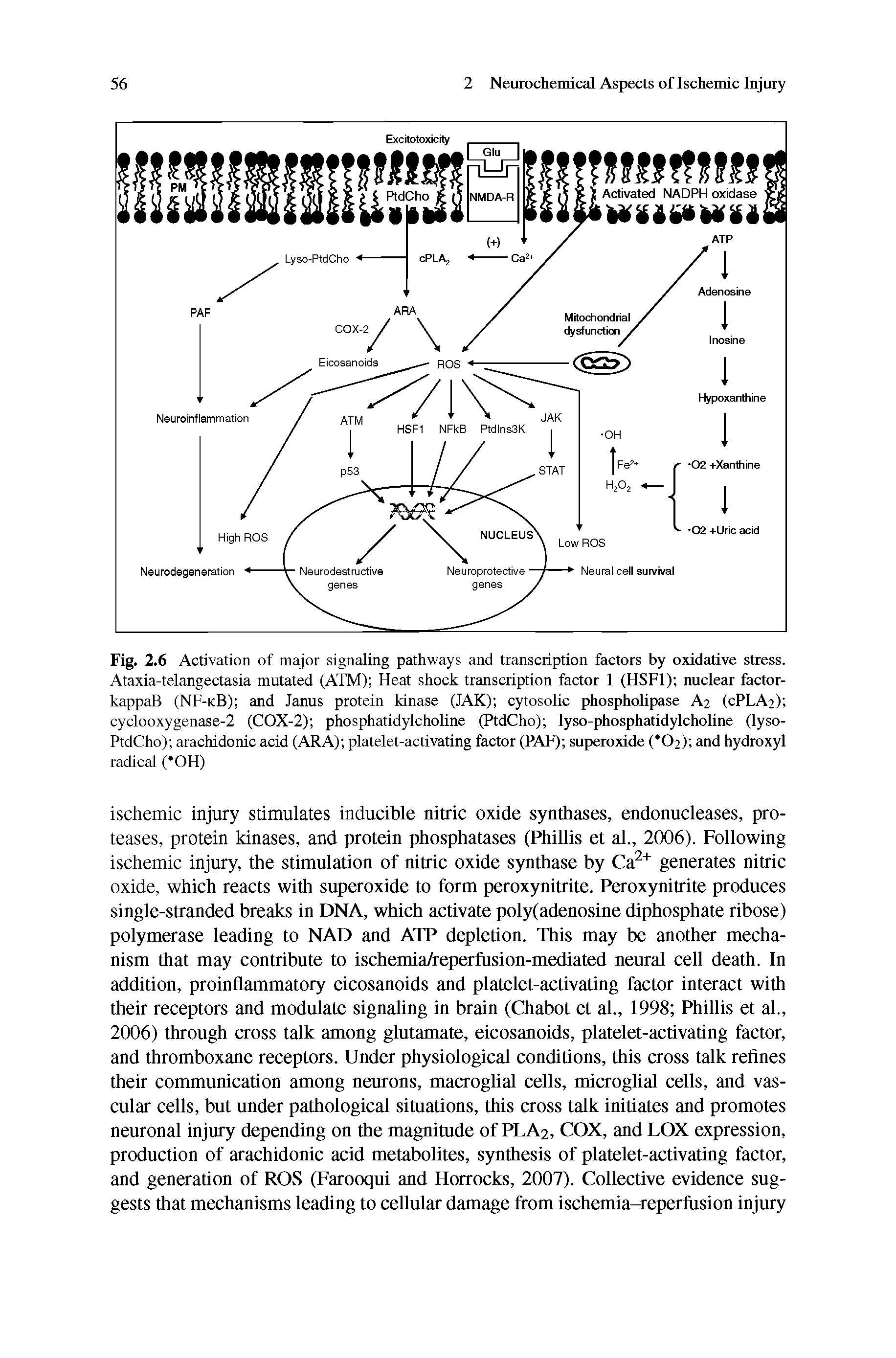 Fig. 2.6 Activation of major signaling pathways and transcription factors by oxidative stress. Ataxia-telangectasia mutated (ATM) Heat shock transcription factor I (HSFI) nuclear factor-kappaB (NF-kB) and Janus protein kinase (JAK) cytosolic phospholipase A2 (CPLA2) cyclooxygenase-2 (COX-2) phosphatidylcholine (PtdCho) lyso-phosphatidylcholine (lyso-PtdCho) arachidonic acid (ARA) platelet-activating factor (PAF) superoxide ( 02) and hydroxyl radical ( OH)...