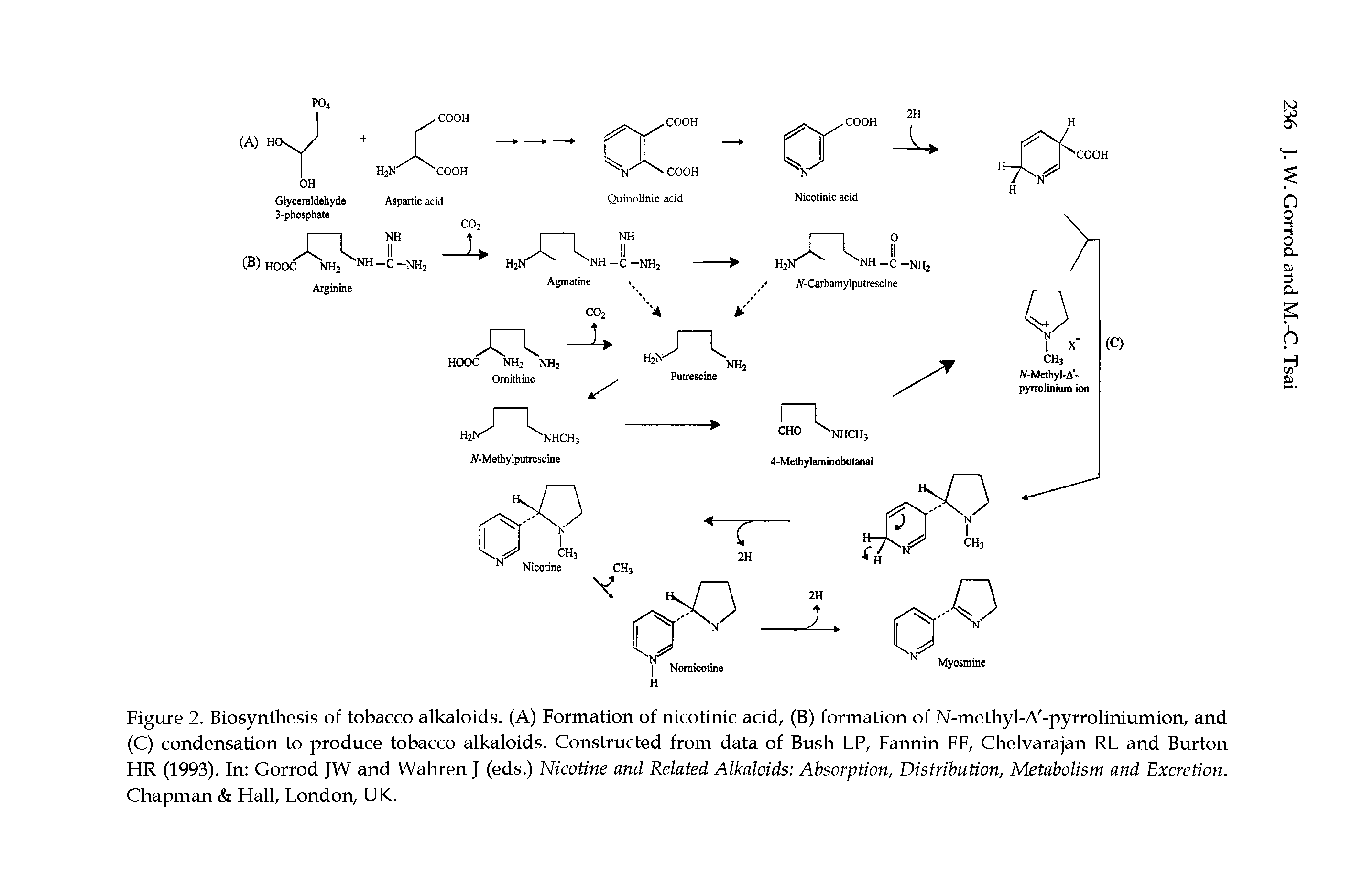 Figure 2. Biosynthesis of tobacco alkaloids. (A) Formation of nicotinic acid, (B) formation of N-methyl-A -pyrroliniumion, and (C) condensation to produce tobacco alkaloids. Constructed from data of Bush LP, Fannin FF, Chelvarajan RL and Burton HR (1993). In Gorrod JW and Wahren J (eds.) Nicotine and Related Alkaloids Absorption, Distribution, Metabolism and Excretion. Chapman Hall, London, UK.