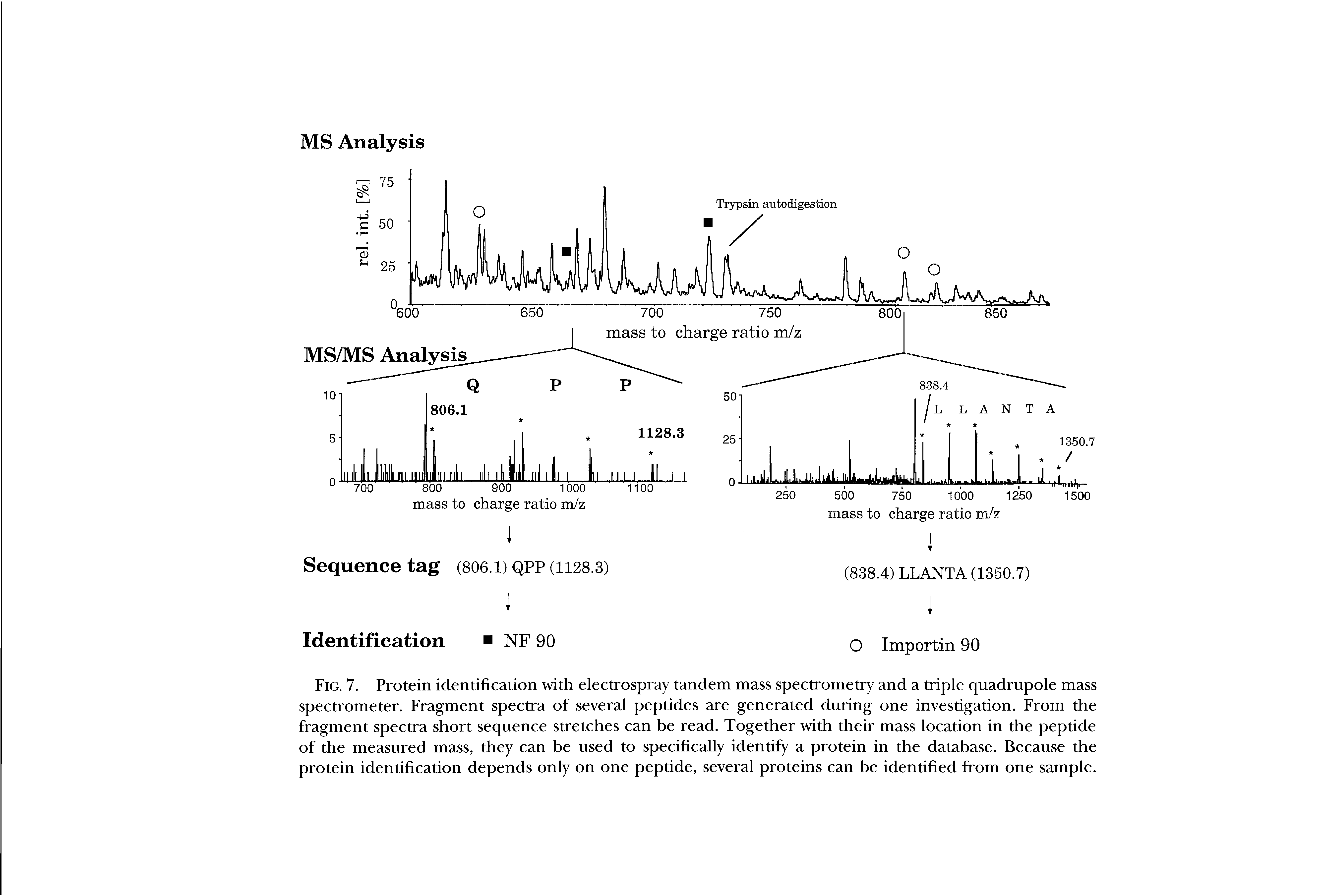 Fig. 7. Protein identification with electrospray tandem mass spectrometry and a triple quadrupole mass spectrometer. Fragment spectra of several peptides are generated during one investigation. From the fragment spectra short sequence stretches can be read. Together with their mass location in the peptide of the measured mass, they can be used to specifically identify a protein in the database. Because the protein identification depends only on one peptide, several proteins can be identified from one sample.