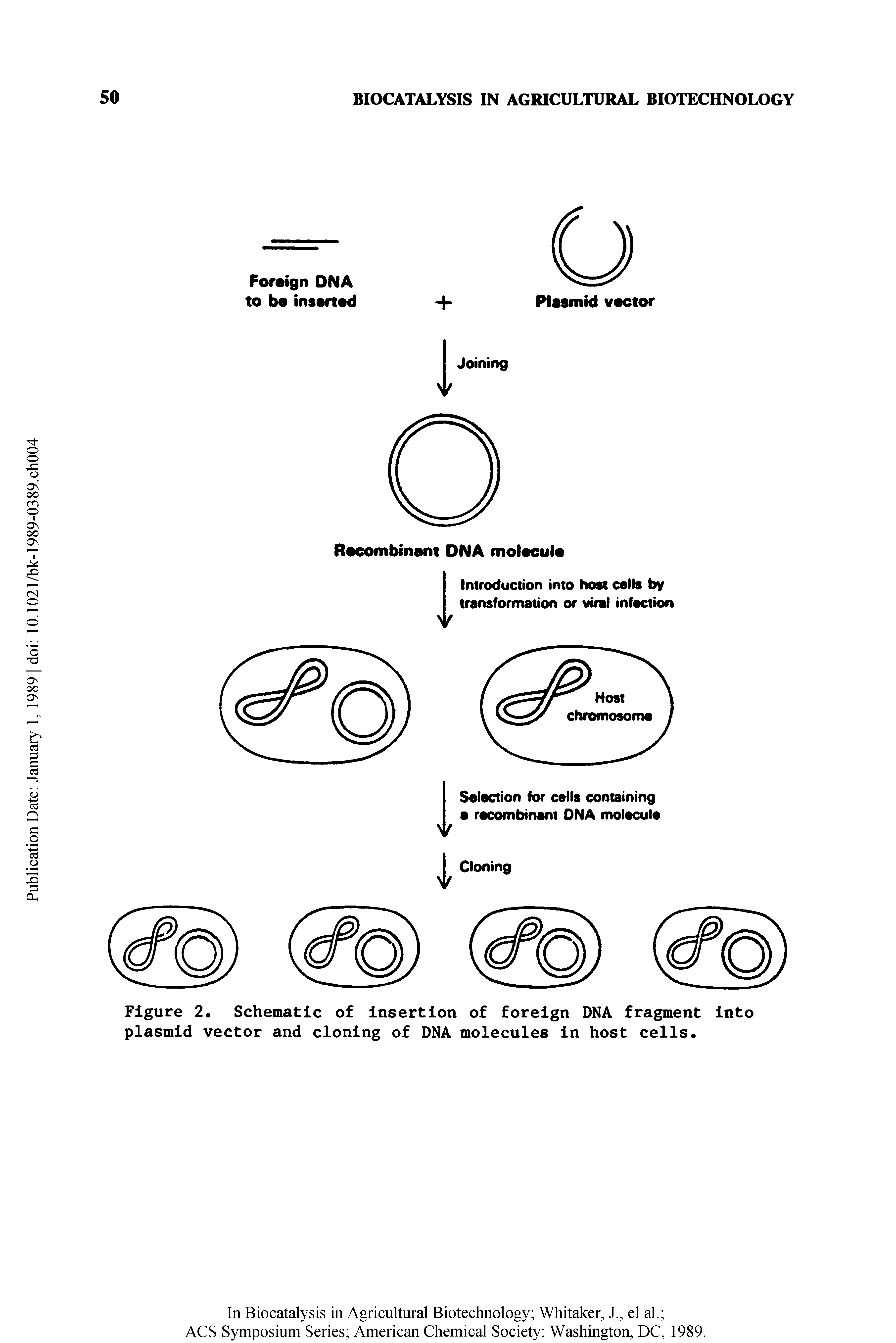 Figure 2. Schematic of insertion of foreign DNA fragment into plasmid vector and cloning of DNA molecules in host cells.