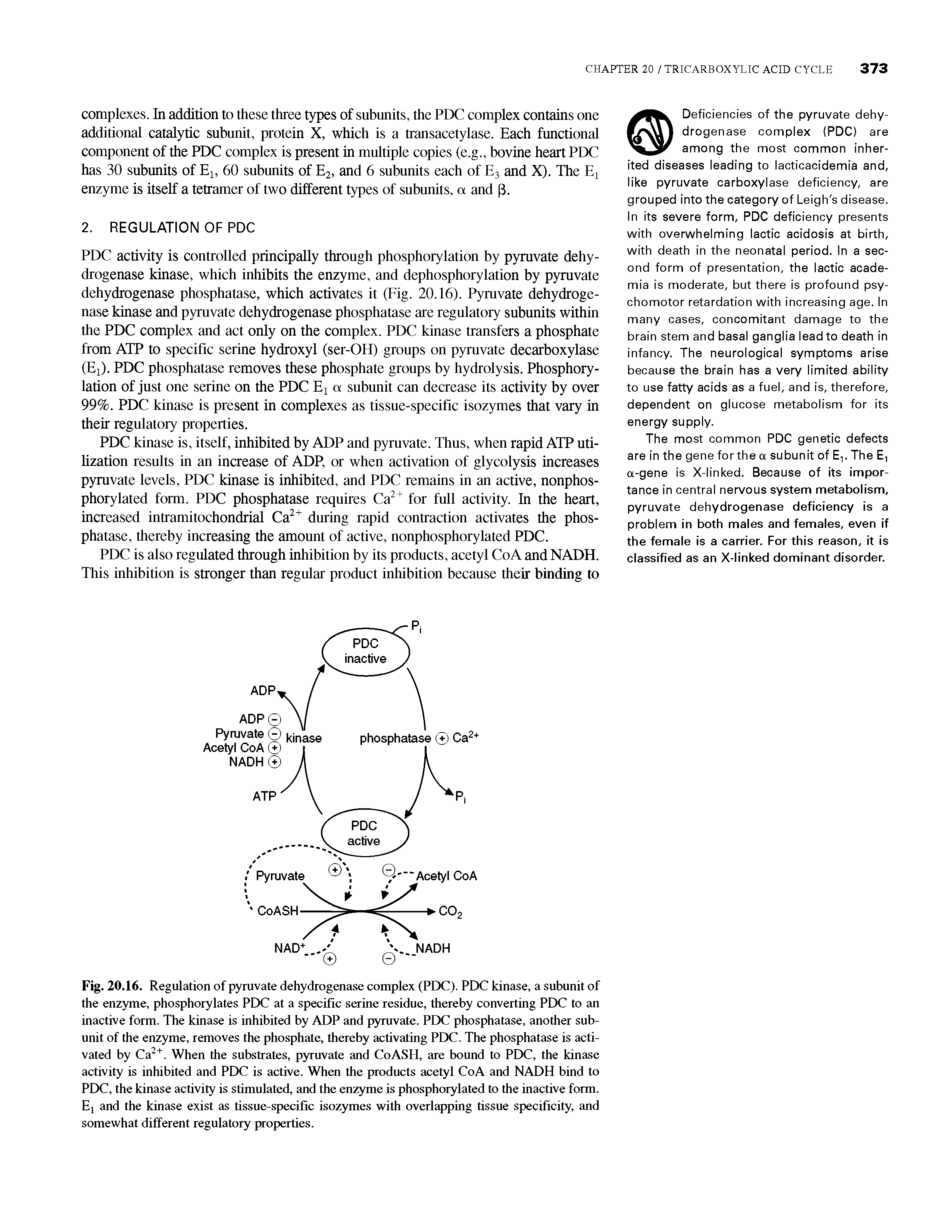 Fig. 20.16. Regulation of pyruvate dehydrogenase complex (PDC). PDC kinase, a subunit of the enzyme, phosphorylates PDC at a specific serine residue, thereby converting PDC to an inactive form. The kinase is inhibited by ADP and pyruvate. PDC phosphatase, another subunit of the enzyme, removes the phosphate, thereby activating PDC. The phosphatase is activated by Ca ". When the substrates, pyruvate and CoASH, are bound to PDC, the kinase activity is inhibited and PDC is active. When the products acetyl CoA and NADH bind to PDC, the kinase activity is stimulated, and the enzyme is phosphorylated to the inactive form. E] and the kinase exist as tissue-specific isozymes with overlapping tissue spiecificity, and somewhat different regulatory properties.