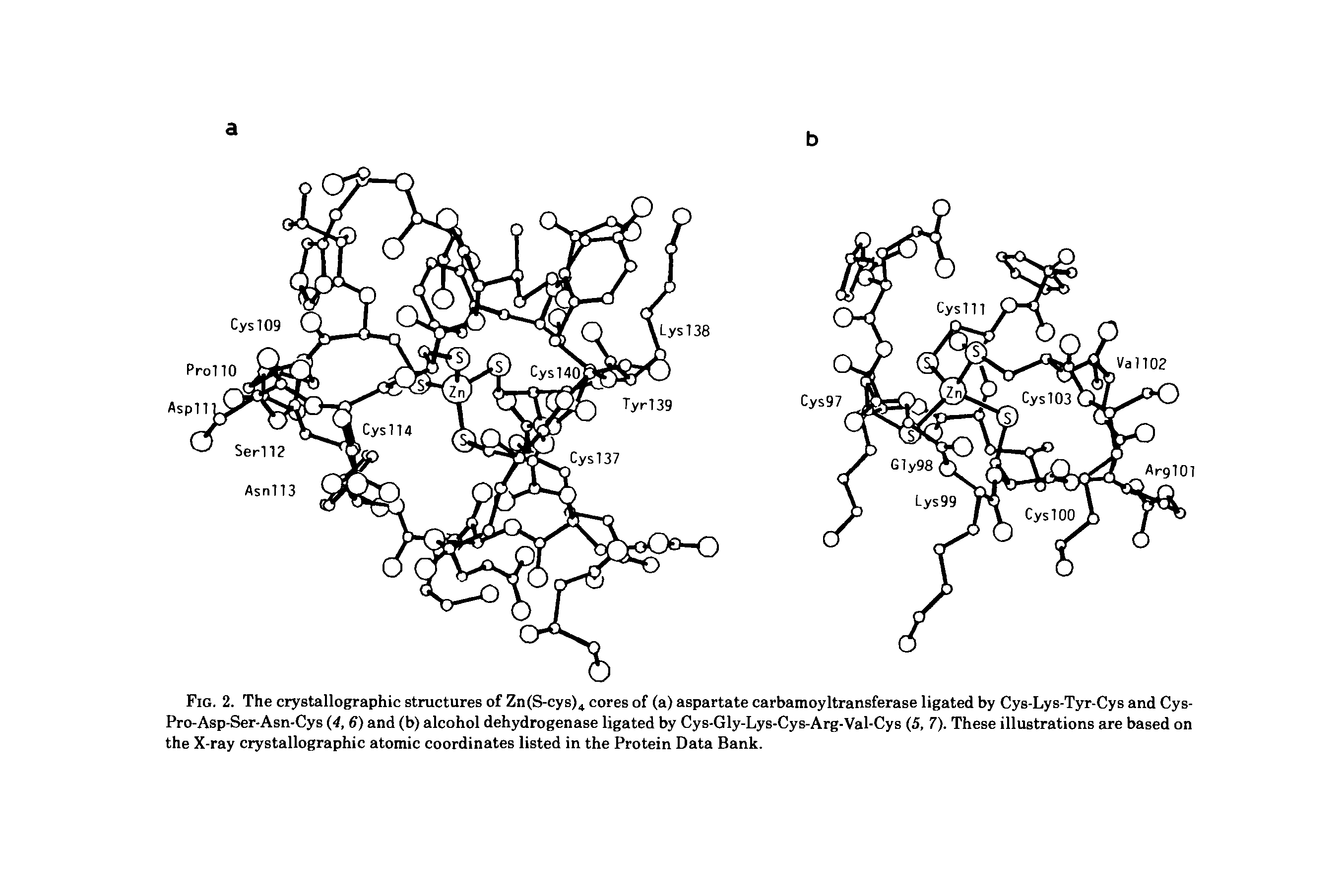 Fig. 2. The crystallographic structures of Zn(S-cys)4 cores of (a) aspartate carbamoyltransferase ligated by Cys-Lys-Tyr-Cys and Cys-Pro-Asp-Ser-Asn-Cys (4, 6) and (b) alcohol dehydrogenase ligated by Cys-Gly-Lys-Cys-Arg-Val-Cys (5, 7). These illustrations are based on the X-ray crystallographic atomic coordinates listed in the Protein Data Bank.