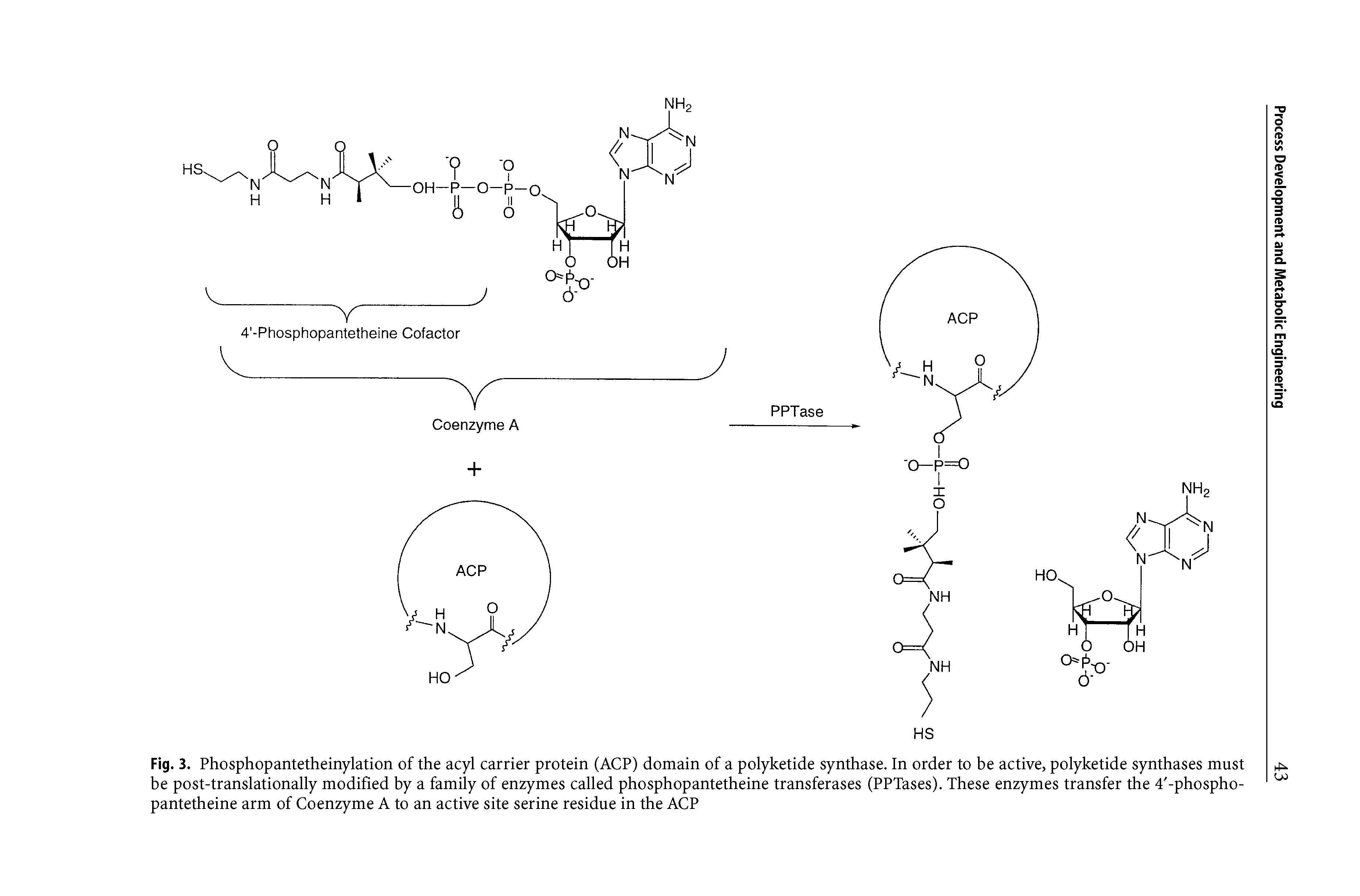 Fig. 3. Phosphopantetheinylation of the acyl carrier protein (AGP) domain of a polyketide synthase. In order to be active, polyketide synthases must be post-translationally modified by a family of enzymes called phosphopantetheine transferases (PPTases). These enzymes transfer the 4 -phospho-pantetheine arm of Coenzyme A to an active site serine residue in the AGP...