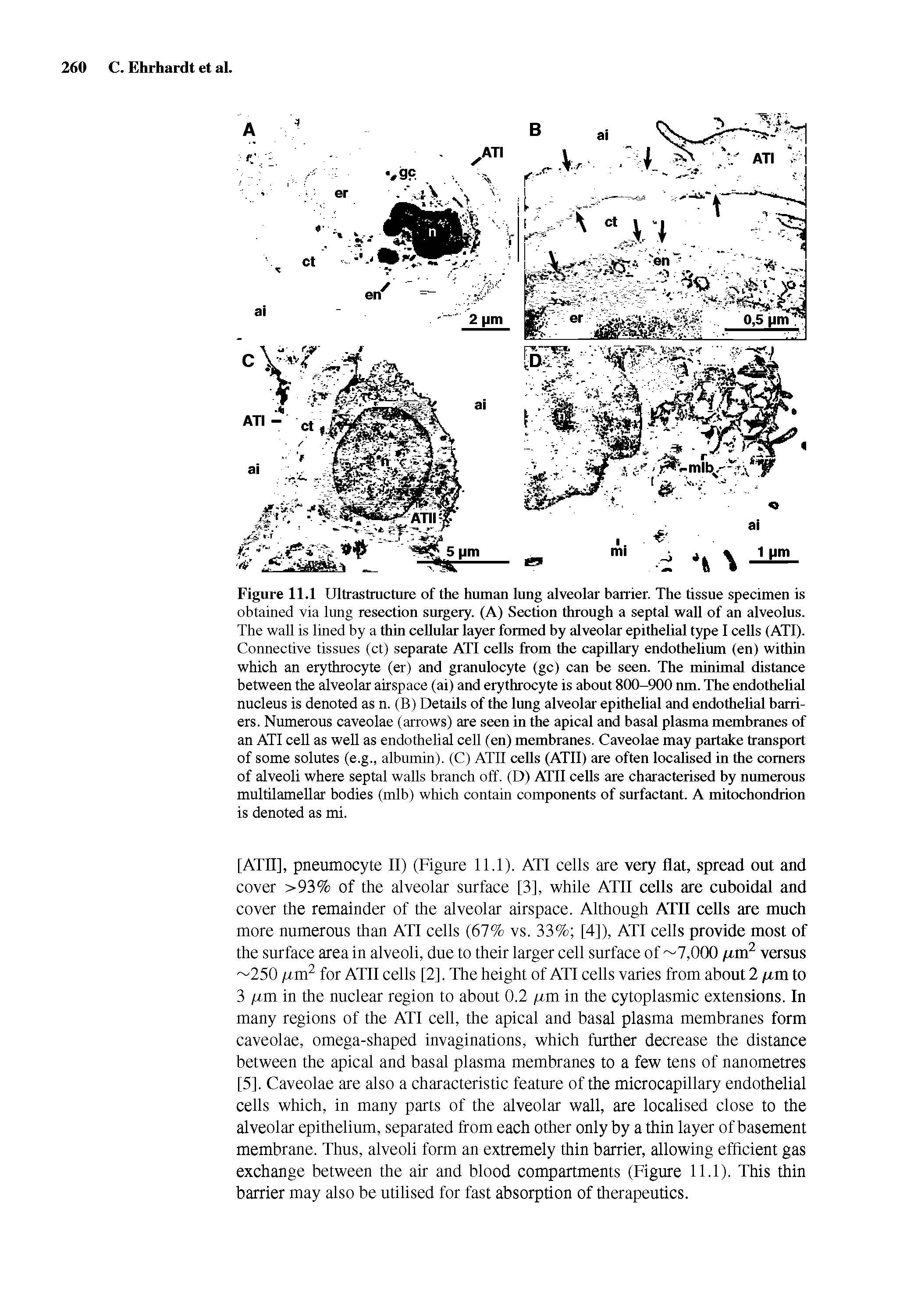 Figure 11.1 Ultrastructure of the human lung alveolar barrier. The tissue specimen is obtained via lung resection surgery. (A) Section through a septal wall of an alveolus. The wall is lined by a thin cellular layer formed by alveolar epithelial type I cells (ATI). Connective tissues (ct) separate ATI cells from the capillary endothelium (en) within which an erythrocyte (er) and granulocyte (gc) can be seen. The minimal distance between the alveolar airspace (ai) and erythrocyte is about 800-900 nm. The endothelial nucleus is denoted as n. (B) Details of the lung alveolar epithelial and endothelial barriers. Numerous caveolae (arrows) are seen in the apical and basal plasma membranes of an ATI cell as well as endothelial cell (en) membranes. Caveolae may partake transport of some solutes (e.g., albumin). (C) ATII cells (ATII) are often localised in the comers of alveoli where septal walls branch off. (D) ATII cells are characterised by numerous multilamellar bodies (mlb) which contain components of surfactant. A mitochondrion is denoted as mi.