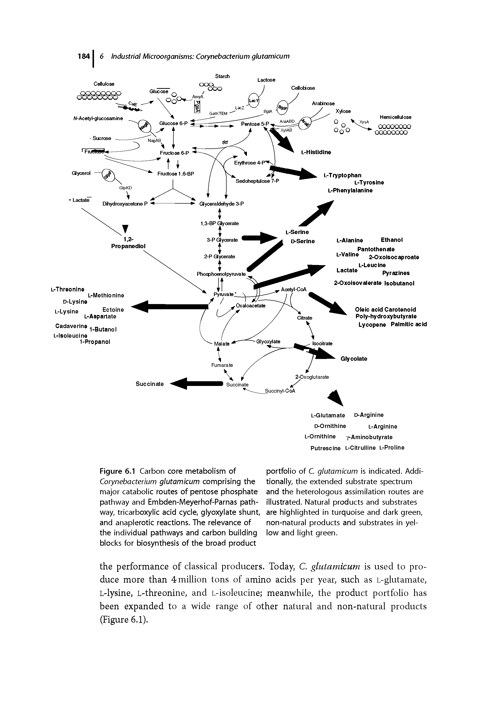 Figure 6.1 Carbon core metabolism of Corynebacterium glutamicum comprising the major catabolic routes of pentose phosphate pathway and Embden-Meyerhof-Parnas pathway, tricarboxylic acid cycle, glyoxylate shunt, and anaplerotic reactions. The relevance of the individual pathways and carbon building blocks for biosynthesis of the broad product...