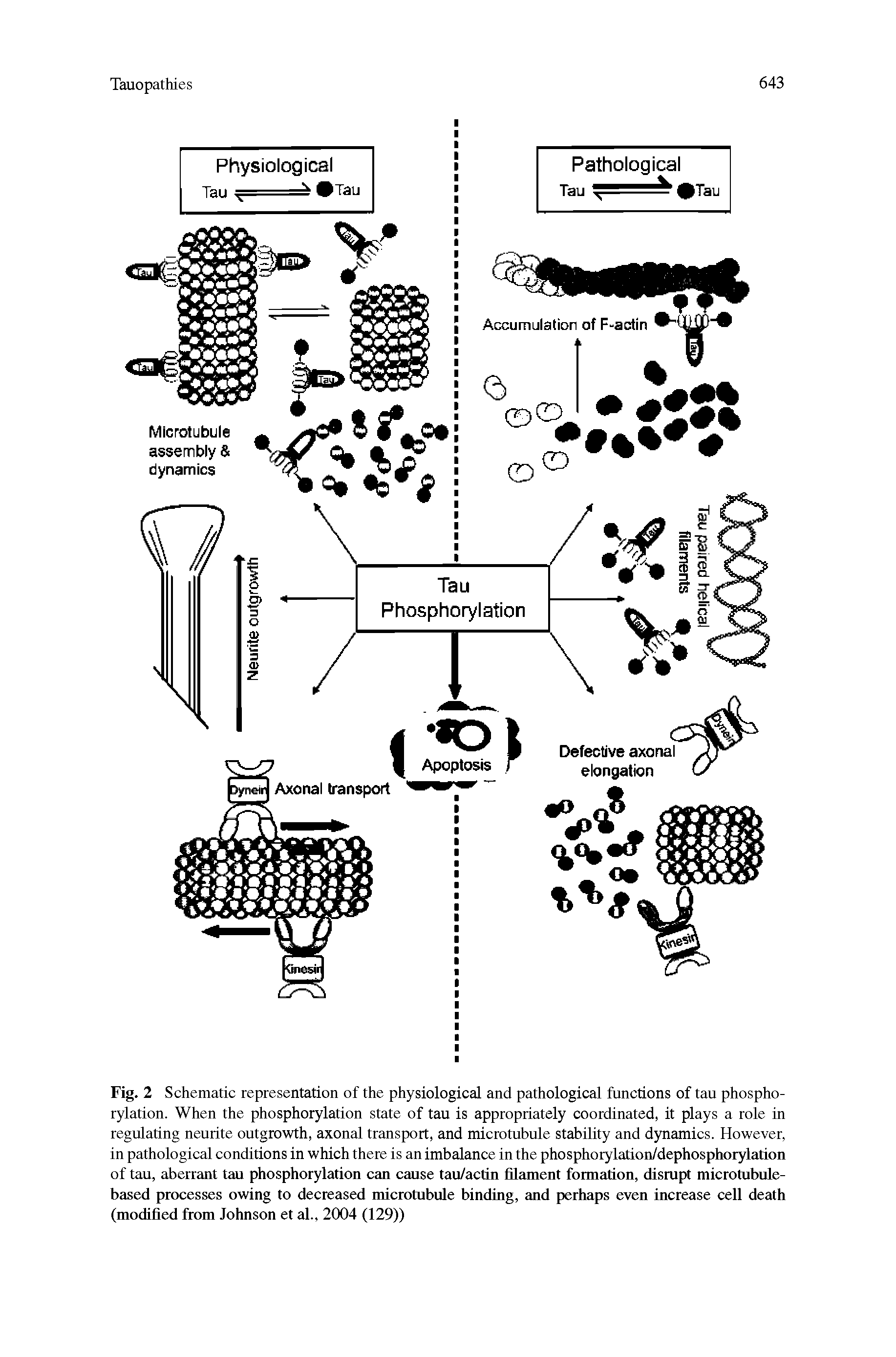 Fig. 2 Schematic representation of the physiological and pathological functions of tau phosphorylation. When the phosphorylation state of tau is appropriately coordinated, it plays a role in regulating neuiite outgrowth, axonal transport, and microtubule stability and dynamics. However, in pathological conditions in which there is an imbalance in the phosphorylation/dephosphorylation of tau, aberrant tau phosphorylation can cause tau/actin filament formation, disrupt microtubule-based processes owing to decreased microtubule binding, and perhaps even increase cell death (modified from Johnson et al., 2004 (129))...