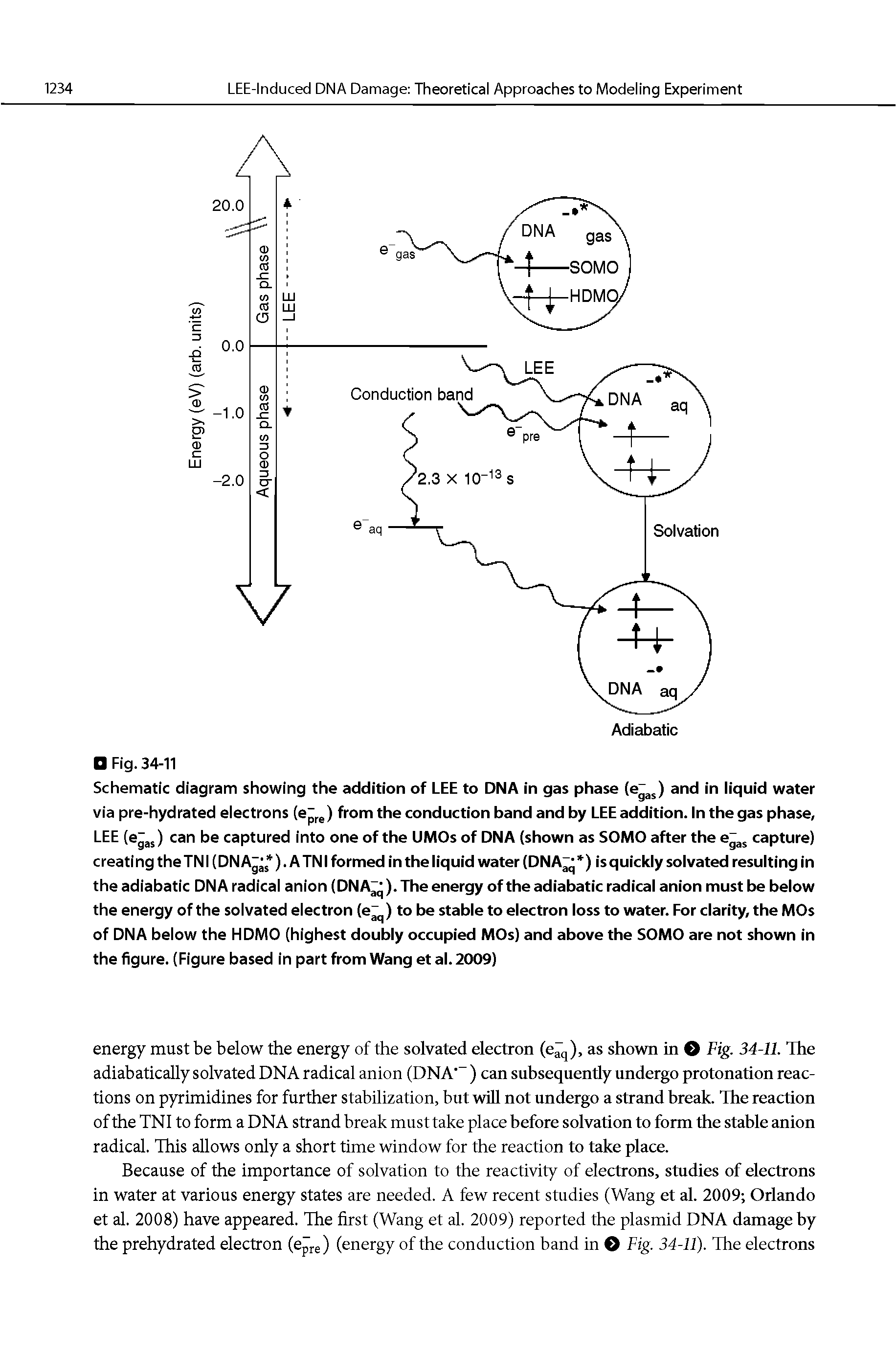 Schematic diagram showing the addition of LEE to DNA in gas phase (e ) and in liquid water via pre-hydrated electrons (e g) from the conduction band and by LEE addition. In the gas phase, LEE (e, ) can be captured into one of the UMOs of DNA (shown as SOMO after the e, capture) creati ng the TNI (DN A ). A TNI formed in the liquid water (DNA ) is quickly solvated resulting in the adiabatic DNA radical anion (DNA ). The energy of the adiabatic radical anion must be below the energy of the solvated electron (e ) to be stable to electron loss to water. For clarity, the MOs of DNA below the HDMO (highest doubly occupied MOs) and above the SOMO are not shown in the figure. (Figure based in part from Wang et al. 2009)...