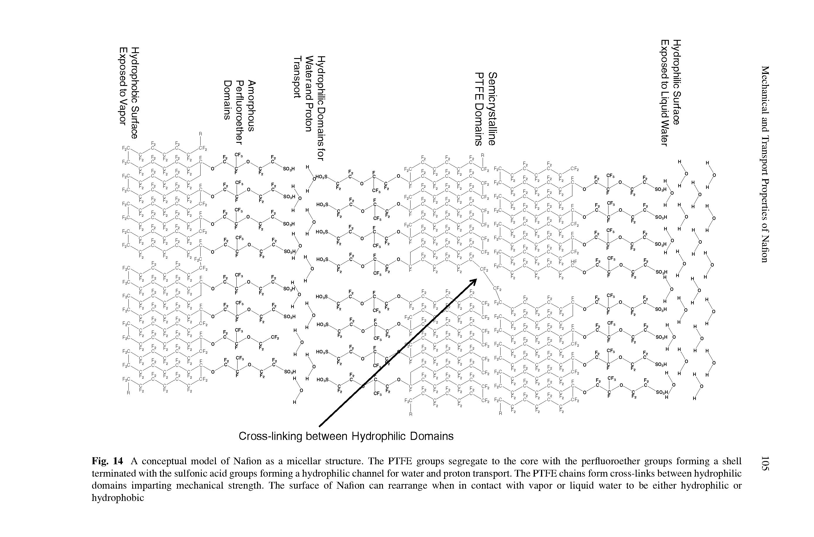 Fig. 14 A conceptual model of Nafion as a micellar structure. The PTFE groups segregate to the core with the perfluoroether groups forming a shell terminated with the sulfonic acid groups forming a hydrophilic channel for water and proton transport. The PTFE chains form cross-links between hydrophilic domains imparting mechanical strength. The surface of Nafion can rearrange when in contact with vapor or liquid water to be either hydrophilic or hydrophobic...