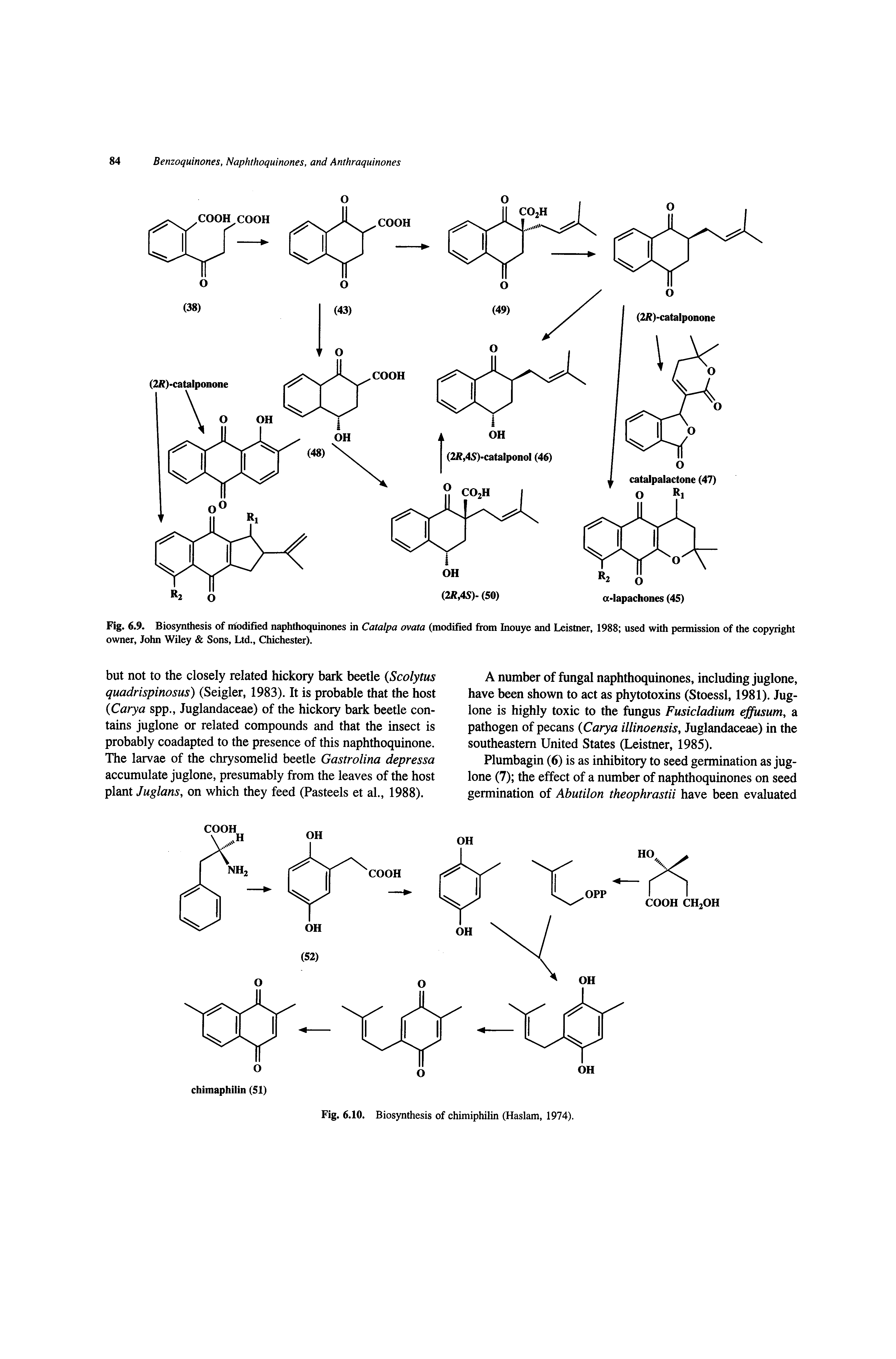 Fig. 6.9. Biosynthesis of niodified naphthoquinones in Catalpa ovata (modified from Inouye and Leistner, 1988 used with pennission of the copyright owner, John Wiley Sons, Ltd., Chichester).