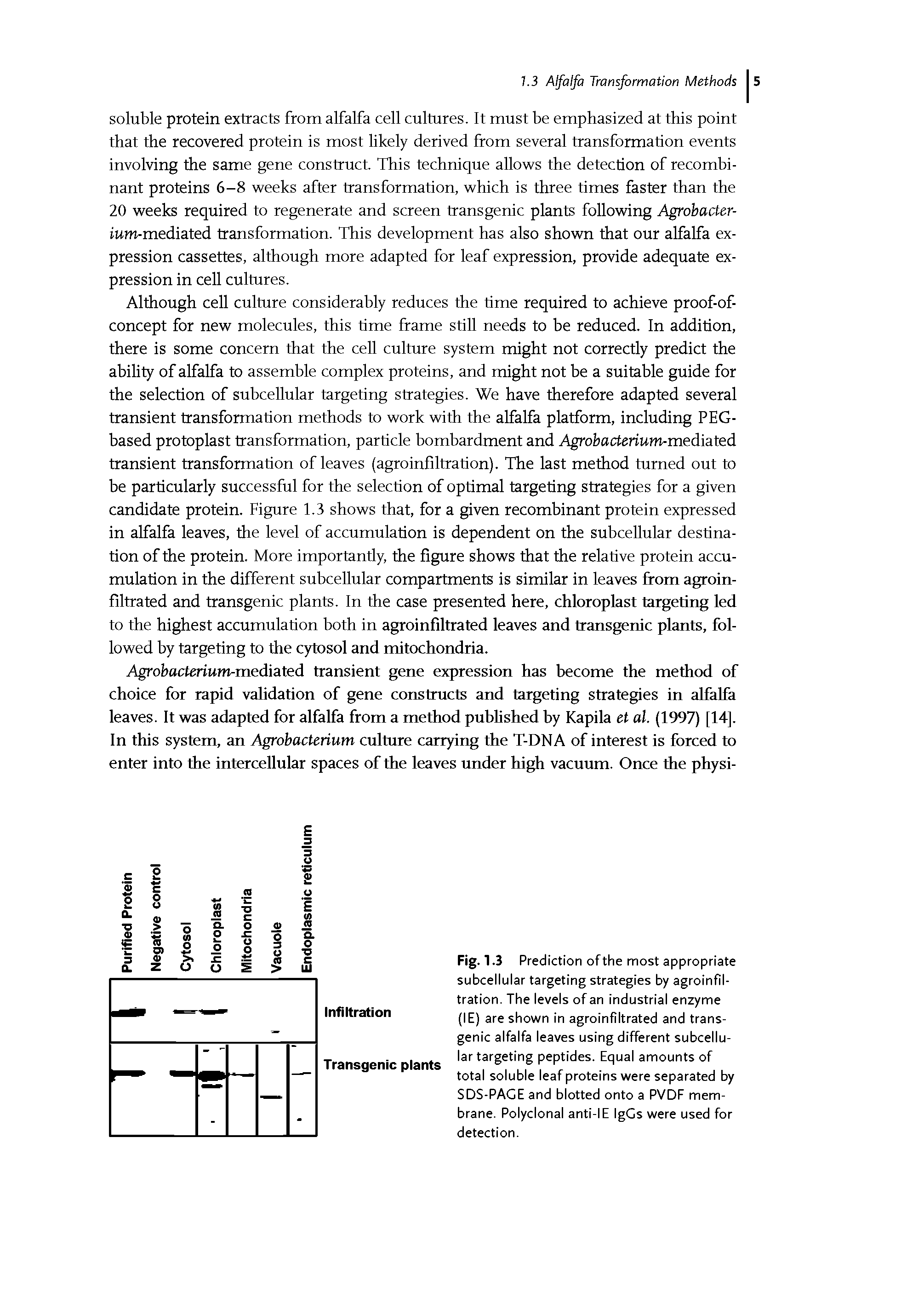 Fig. 1.3 Prediction of the most appropriate subcellular targeting strategies by agroinfiltration. The levels of an industrial enzyme (IE) are shown in agroinfiltrated and transgenic alfalfa leaves using different subcellular targeting peptides. Equal amounts of total soluble leaf proteins were separated by SDS-PAGE and blotted onto a PVDF membrane. Polyclonal anti-IE IgGs were used for detection.