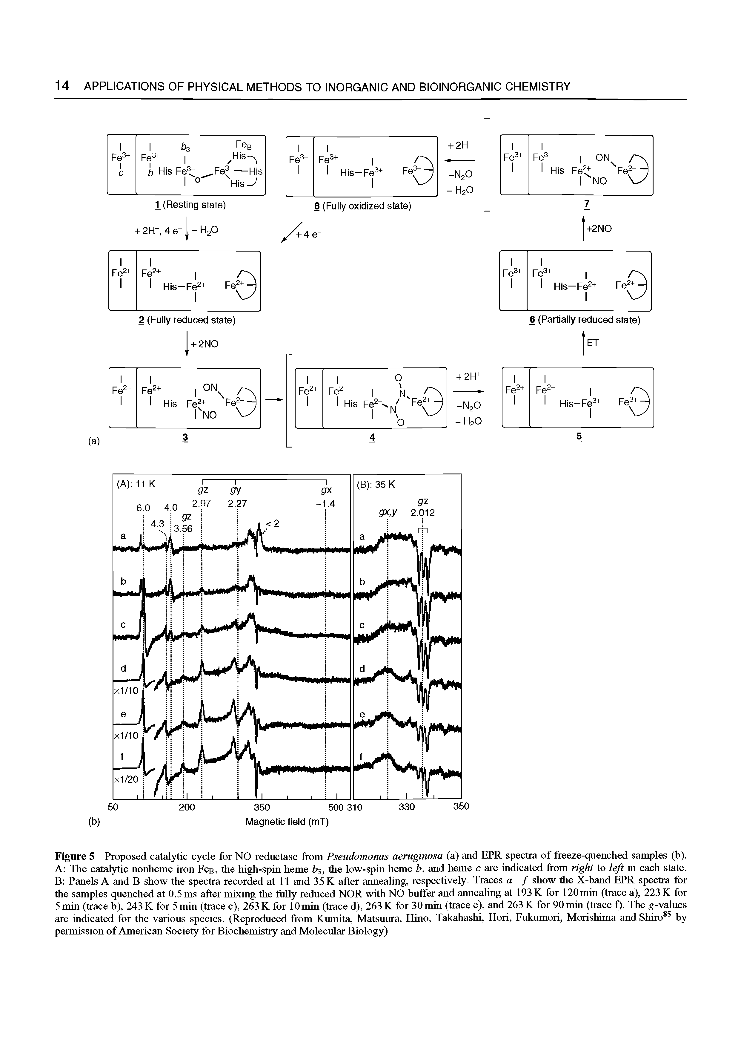 Figure 5 Proposed catalytic cycle for NO reductase from Pseudomonas aeruginosa (a) and EPR spectra of freeze-quenched samples (b). A The catal)dic nonheme iron Fen, the high-spin heme b, the low-spin heme b, and heme c are indicated from right to left in each state. B Panels A and B show the spectra recorded at 11 and 35 K after atmealing, respectively. Traces a-f show the X-band EPR spectra for the samples quenched at 0.5 ms after mixing the fully reduced NOR with NO buffer and atmealing at 193 K for 120min (trace a), 223 K for 5 min (trace b), 243 K for 5 min (trace c), 263 K for 10 min (trace d), 263 K for 30 min (trace e), and 263 K for 90 min (trace f). The g-values are indicated for the various species. (Reproduced from Kumita, Matsuura, Hino, Takahashi, Hori, Fukumori, Morishima and Shiro by permission of American Society for Biochemistry and Molecular Biology)...