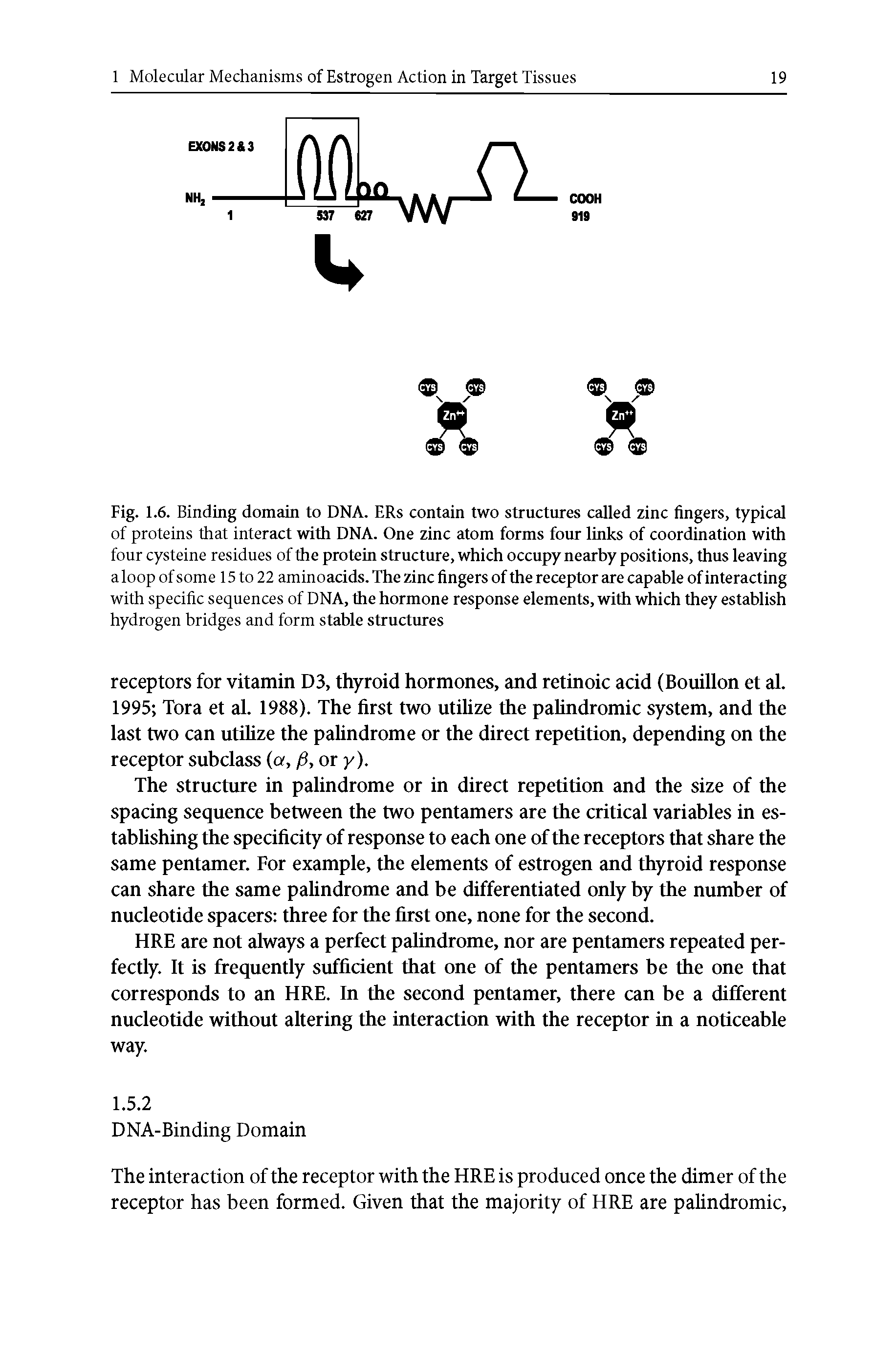 Fig. 1.6. Binding domain to DNA. ERs contain two structures called zinc fingers, typical of proteins that interact with DNA. One zinc atom forms four links of coordination with four cysteine residues of the protein structure, which occupy nearby positions, thus leaving a loop of some 15 to 22 aminoacids. The zinc fingers of the receptor are capable of interacting with specific sequences of DNA, the hormone response elements, with which they establish hydrogen bridges and form stable structures...