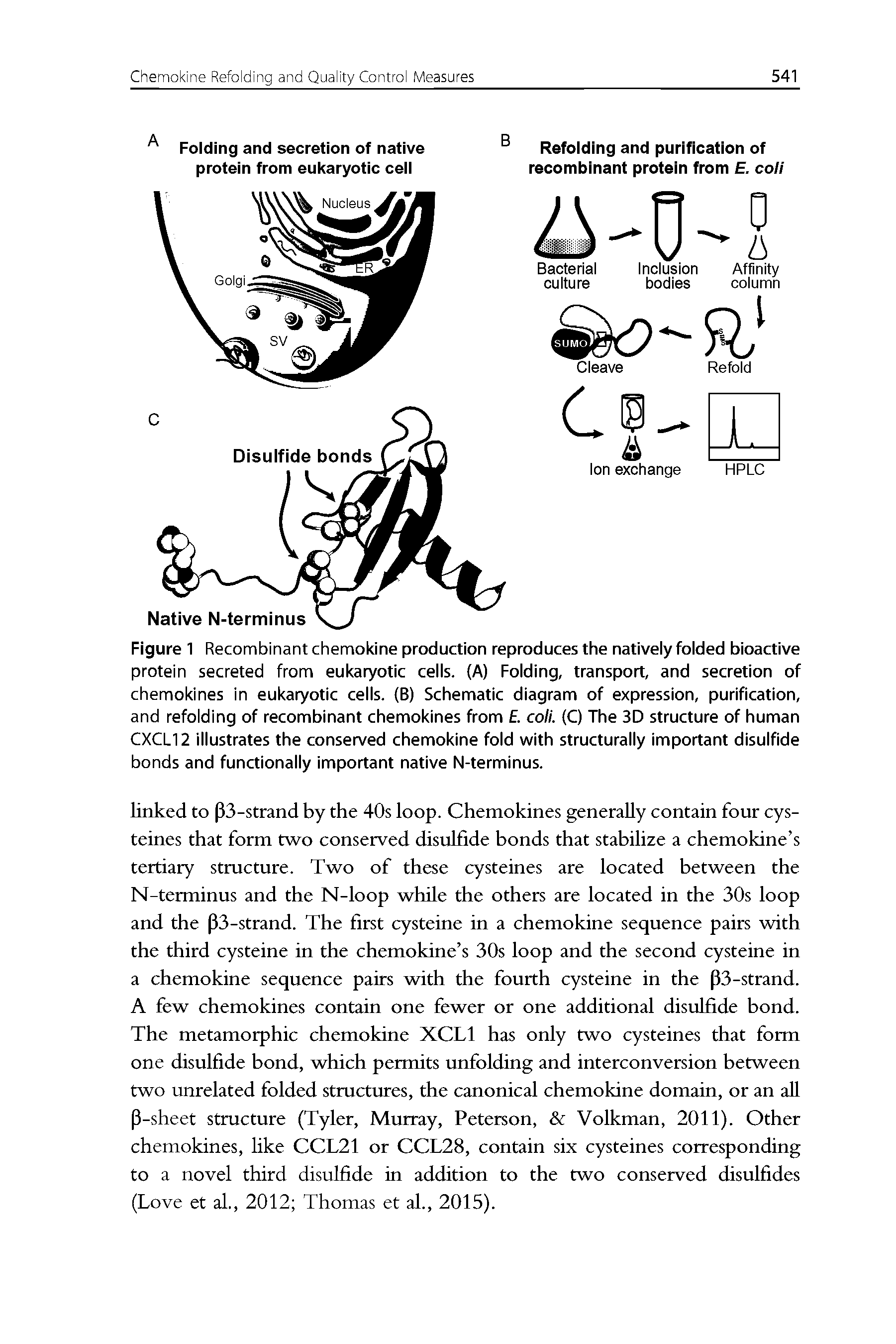 Figure 1 Recombinant chemokine production reproduces the natively folded bioactive protein secreted from eukaryotic cells. (A) Folding, transport, and secretion of chemokines in eukaryotic cells. (B) Schematic diagram of expression, purification, and refolding of recombinant chemokines from coli. (C) The 3D structure of human CXCL12 illustrates the conserved chemokine fold with structurally important disulfide bonds and functionally important native N-terminus.
