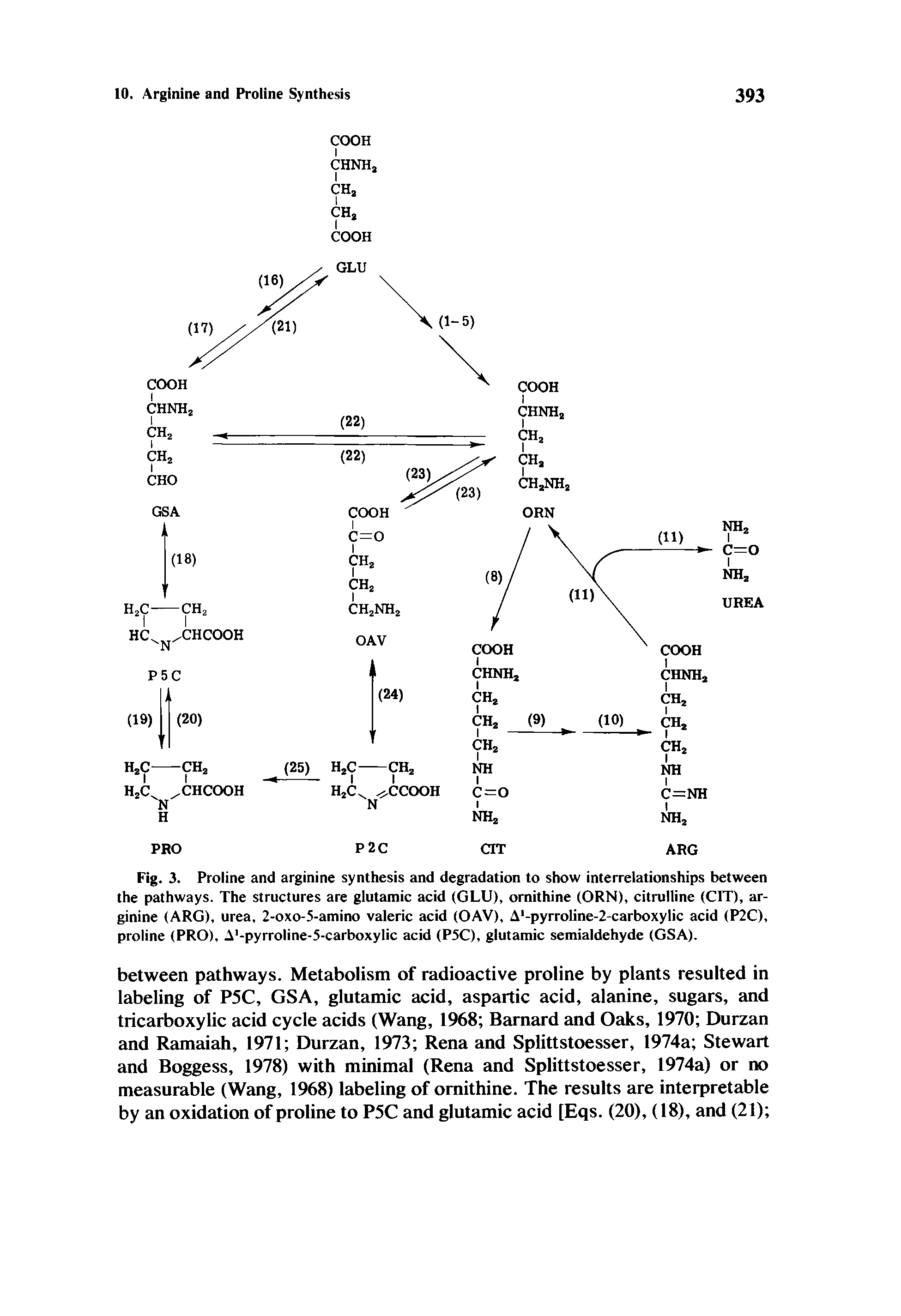 Fig. 3. Proline and arginine synthesis and degradation to show interrelationships between the pathways. The structures are glutamic acid (GLU), ornithine (ORN), citrulline (CIT), arginine (ARG), urea. 2-oxo-5-amino valeric acid (OAV), A -pyrroline-2-carboxylic acid (P2C), proline (PRO), A -pyrroline-5-carboxylic acid (P5C), glutamic semialdehyde (GSA).
