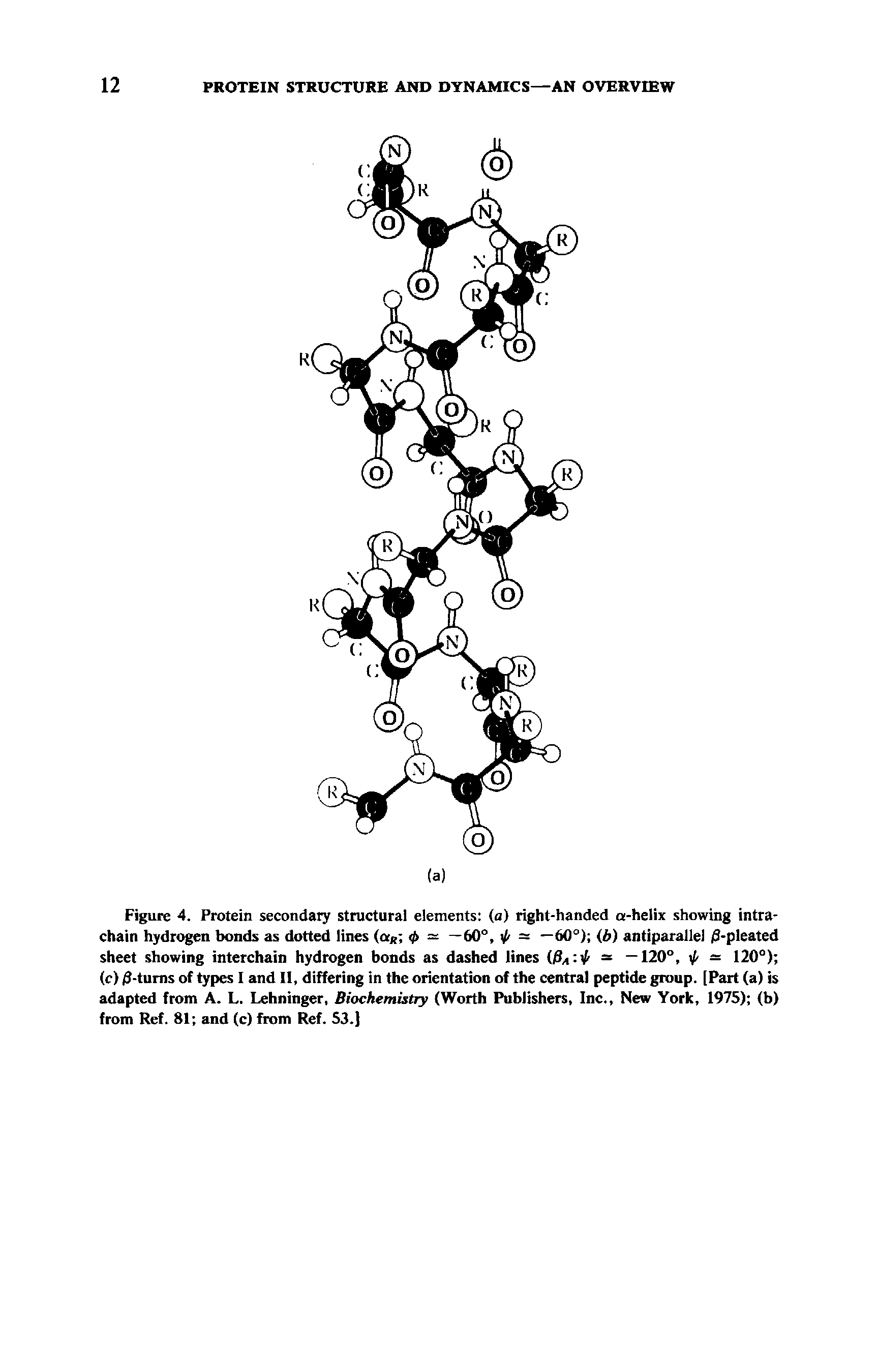 Figure 4. Protein secondary structural elements (a) right-handed a-helix showing intrachain hydrogen bonds as dotted lines (crR 0 = —60°, 0 = —60°) (b) antiparallel /S-pleated sheet showing interchain hydrogen bonds as dashed lines WA 0 = —120°, 0 = 120°) (c) /3-turns of types I and II, differing in the orientation of the central peptide group. [Part (a) is adapted from A. L. Lehninger, Biochemistry (Worth Publishers, Inc., New York, 1975) (b) from Ref. 81 and (c) from Ref. 53.J...