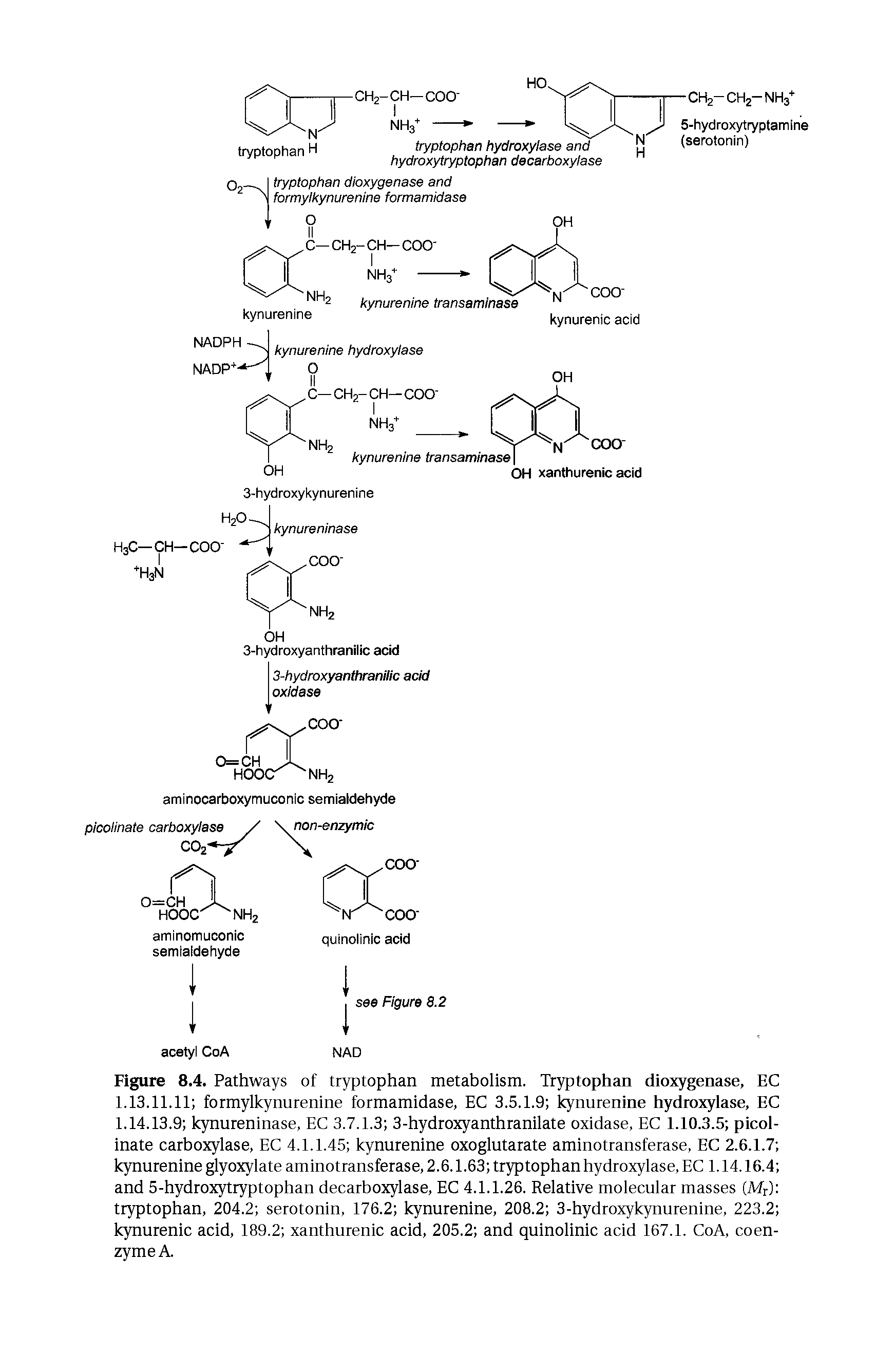 Figure 8.4. Pathways of tryptophan metaholism. Tryptophan dioxygenase, EC 1.13.11.11 formylkynurenine formamidase, EC 3.5.1.9 kynurenine hydroxylase, EC 1.14.13.9 kynureninase, EC 3.7.1.3 3-hydroxyanthranilate oxidase, EC 1.10.3.5 picolinate carboxylase, EC 4.1.1.45 kynurenine oxoglutarate aminotransferase, EC 2.6.1.7 kynurenine glyoxylate aminotransferase, 2.6.1.63 tryptophan hydroxylase, EC 1.14.16.4 and 5-hydroxytryptophan decarboxylase, EC 4.1.1.26. Relative molecular masses (Mr) tryptophan, 204.2 serotonin, 176.2 kynurenine, 208.2 3-hydroxykynurenine, 223.2 kynurenic acid, 189.2 xanthurenic acid, 205.2 and quinolinic acid 167.1. CoA, coenzyme A.