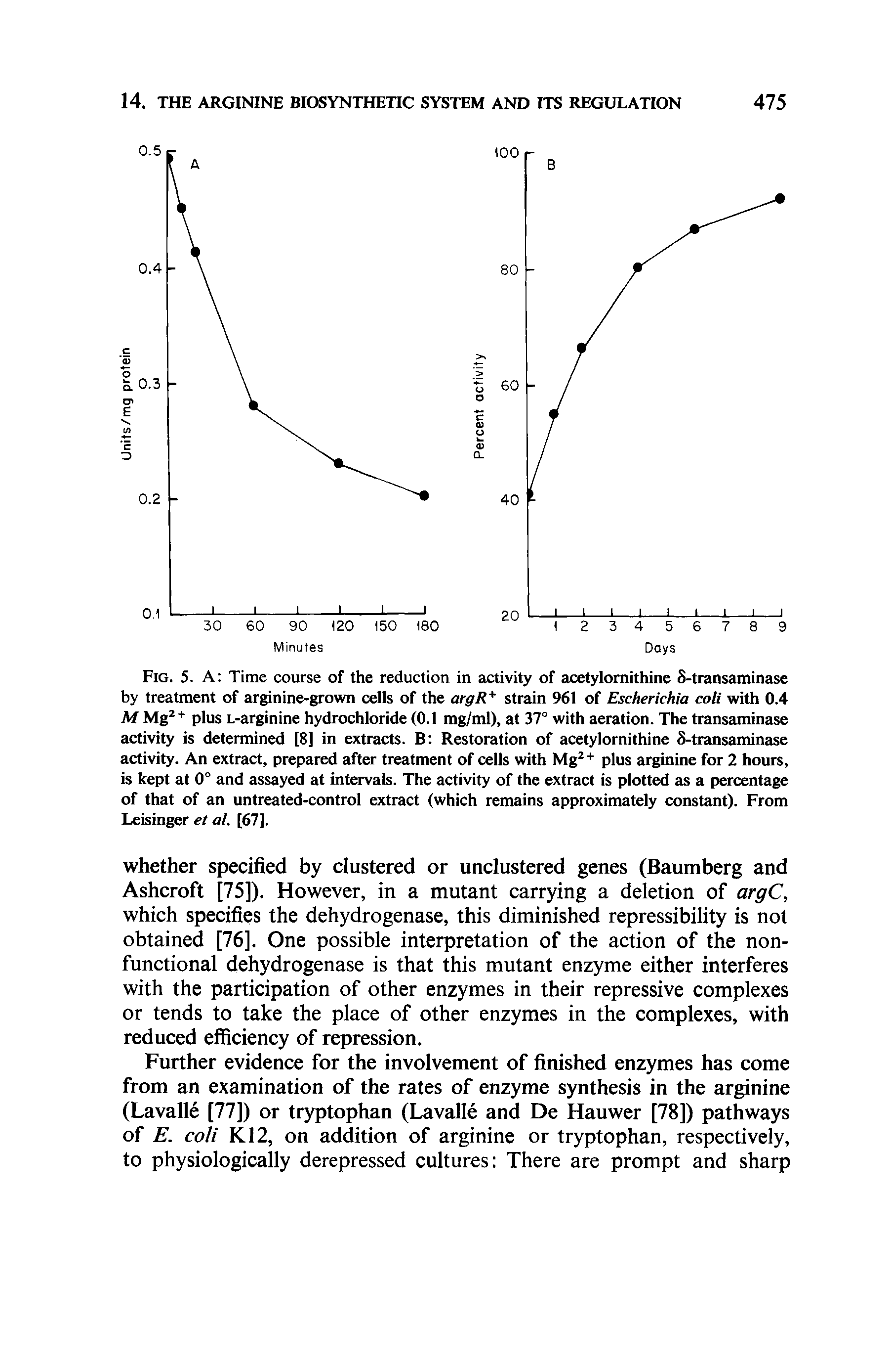 Fig. 5. A Time course of the reduction in activity of acetylomithine S-transaminase by treatment of arginine-grown cells of the argR strain 961 of Escherichia cott with 0.4 M Mg + plus L-arginine hydrochloride (0.1 mg/ml), at 37° with aeration. The transaminase activity is determined [8] in extracts. B Restoration of acetylomithine 8-transaminase activity. An extract, prepared after treatment of cells wdth Mg + plus arginine for 2 hours, is kept at 0° and assayed at intervals. The activity of the extract is plotted as a percentage of that of an untreated-control extract (which remains approximately constant). From Leisinger et al. [67].